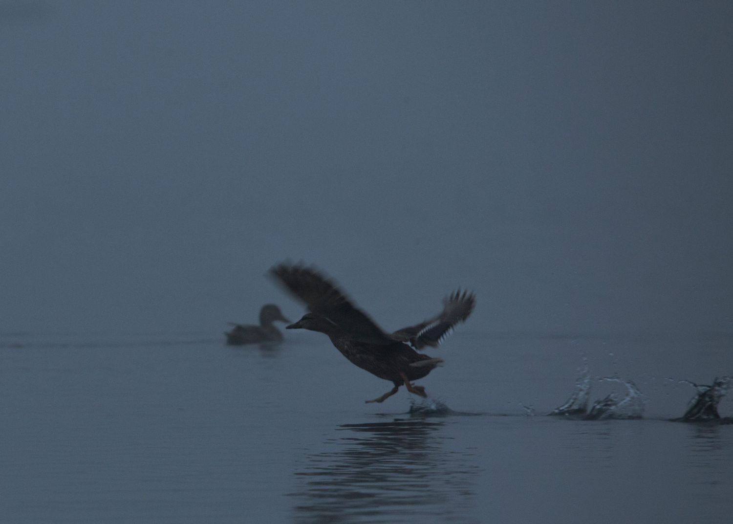 A pelican skims low across dark waters at dusk, creating ripples in its wake as it prepares to land.