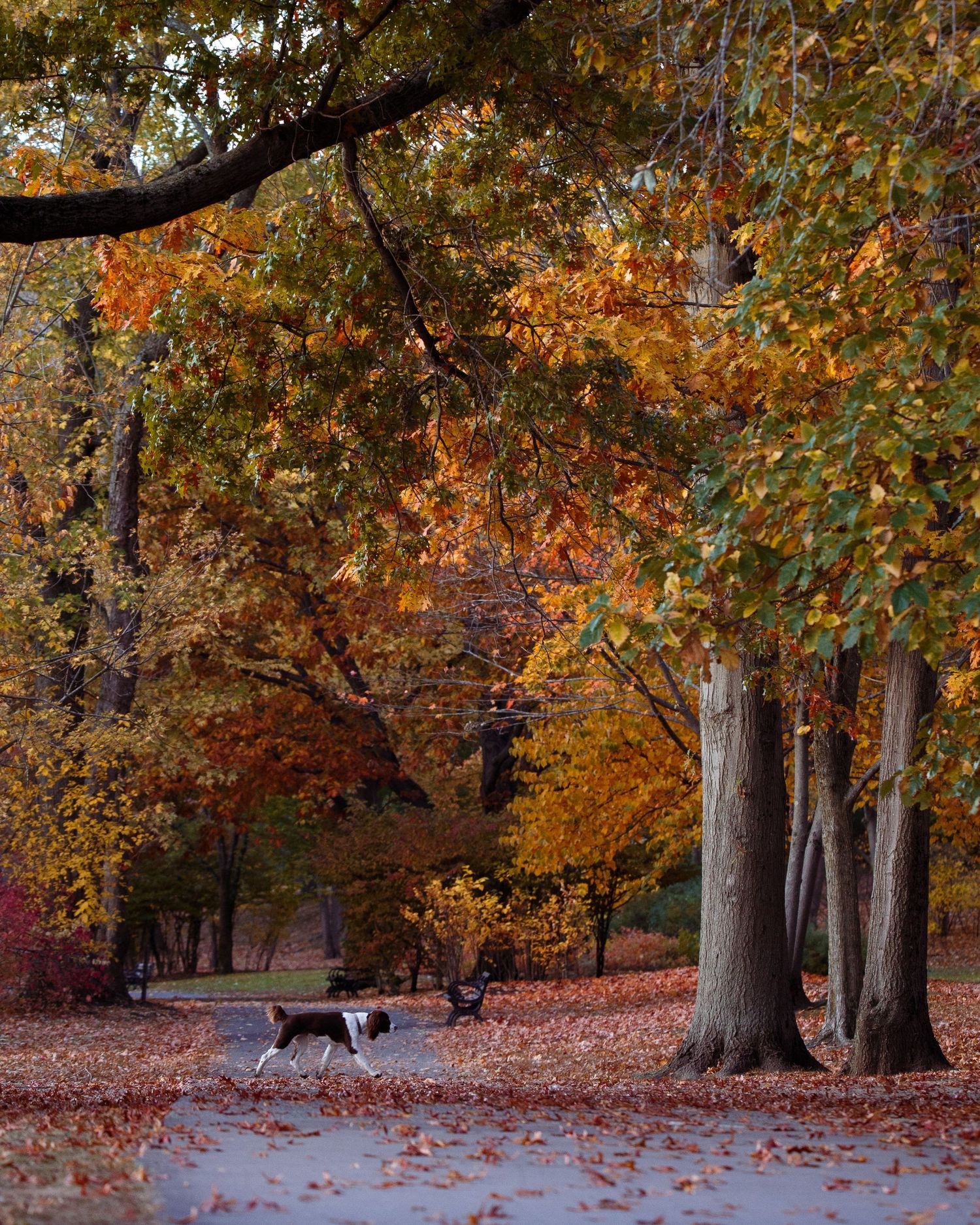 A deer walks through a forest with autumn foliage and fallen leaves covering the ground on a peaceful day.