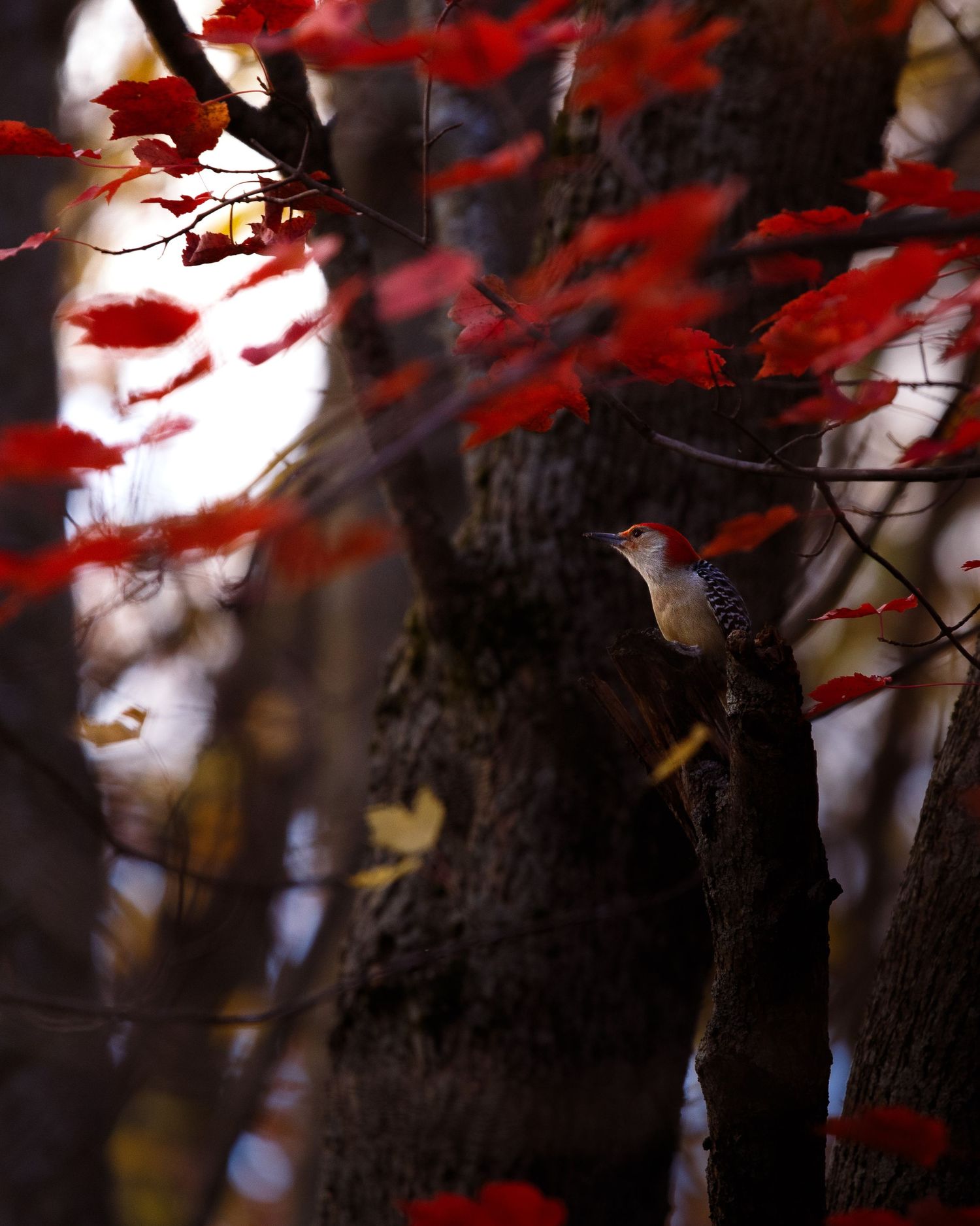 Vibrant red maple leaves backlit against dark tree trunks in dramatic autumn lighting.