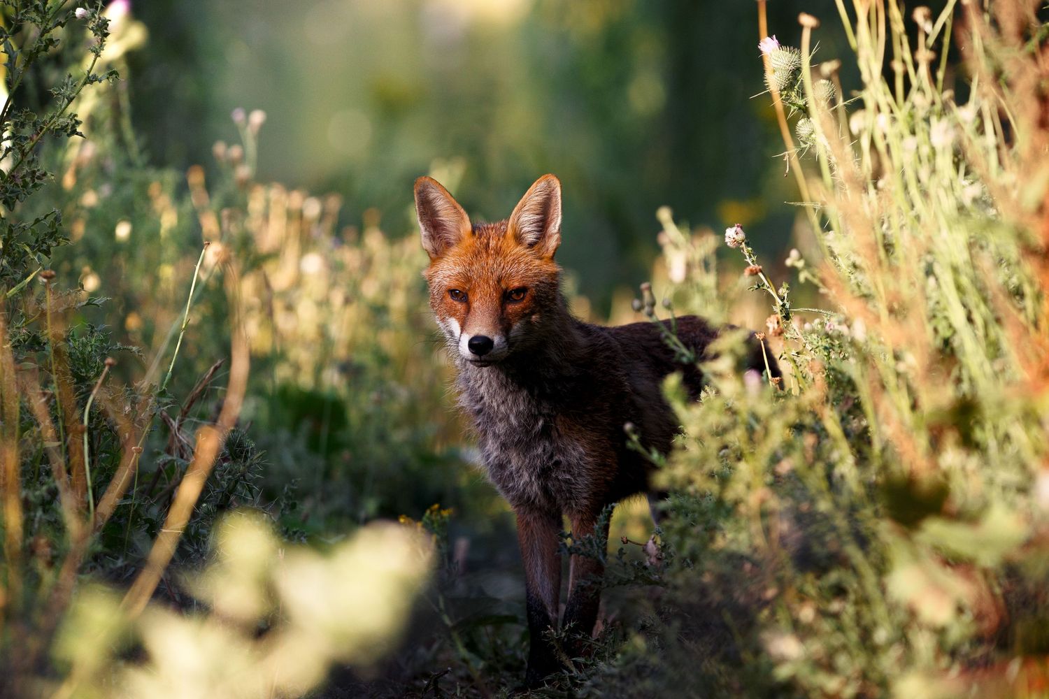 A red fox stands alert among tall grass and wildflowers in soft natural lighting.