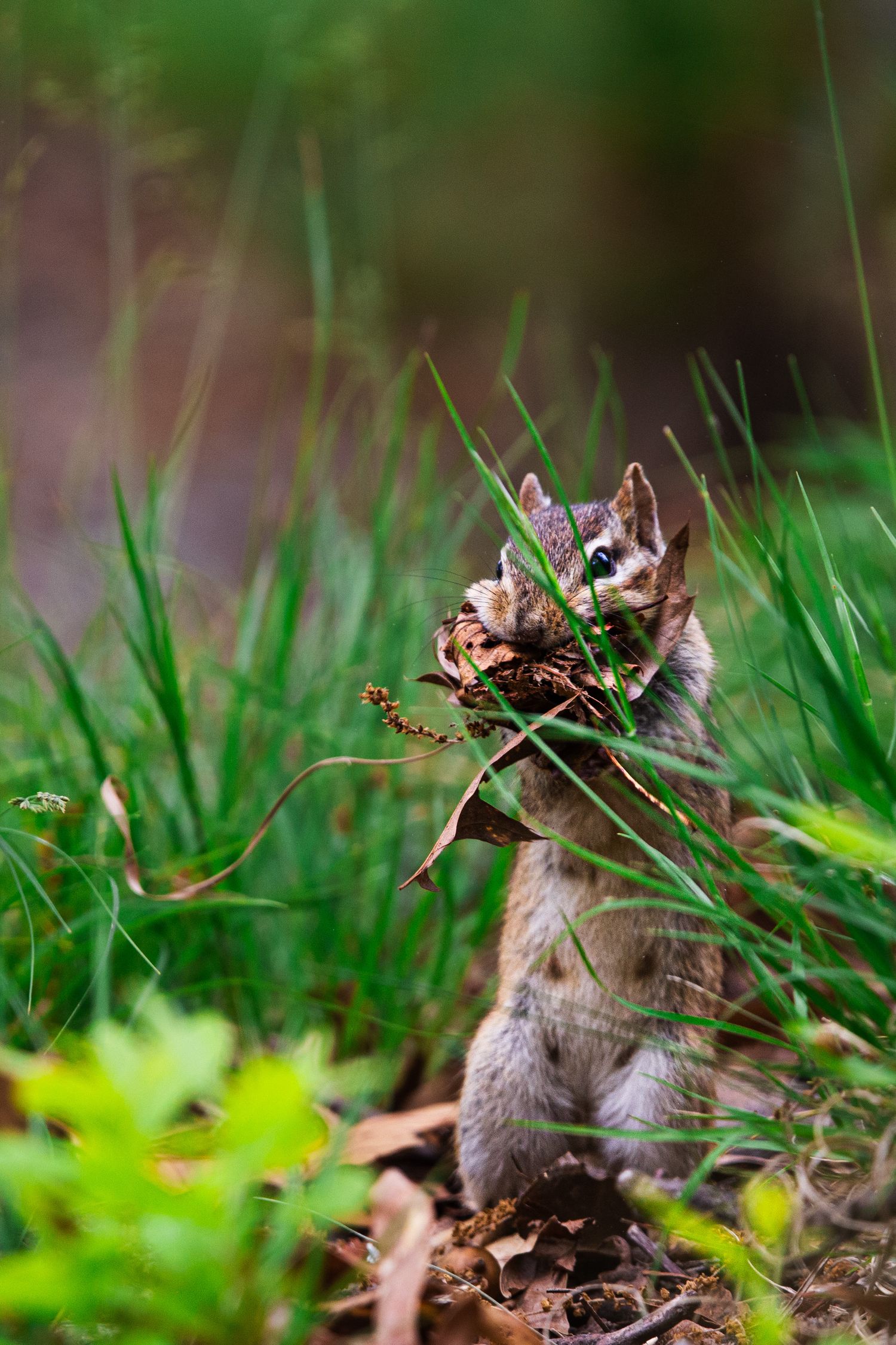 A small chipmunk peeks out from green grass and fallen leaves while foraging in a natural woodland setting.