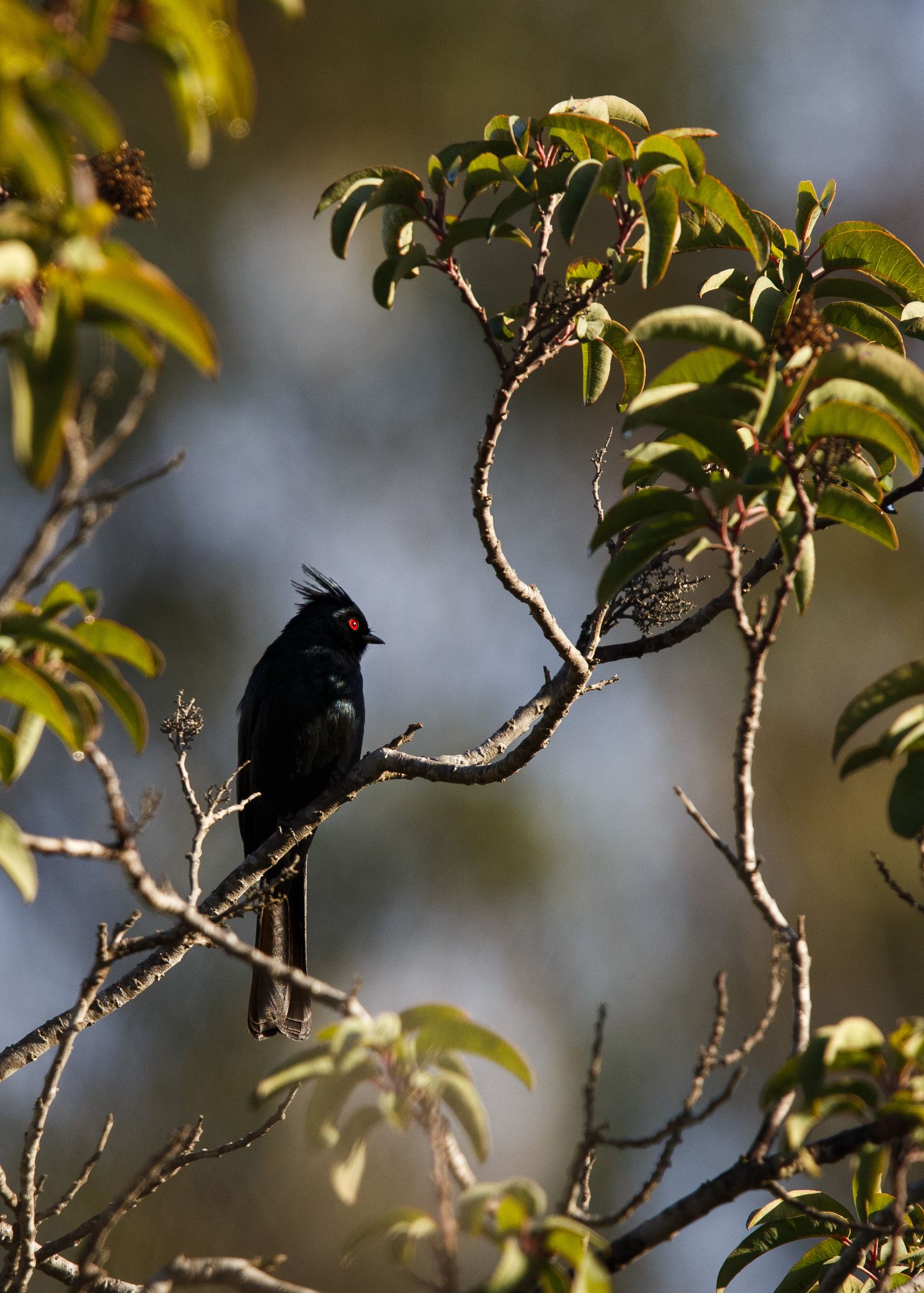 A black bird perches on a tree branch with green leaves against a blurred background.