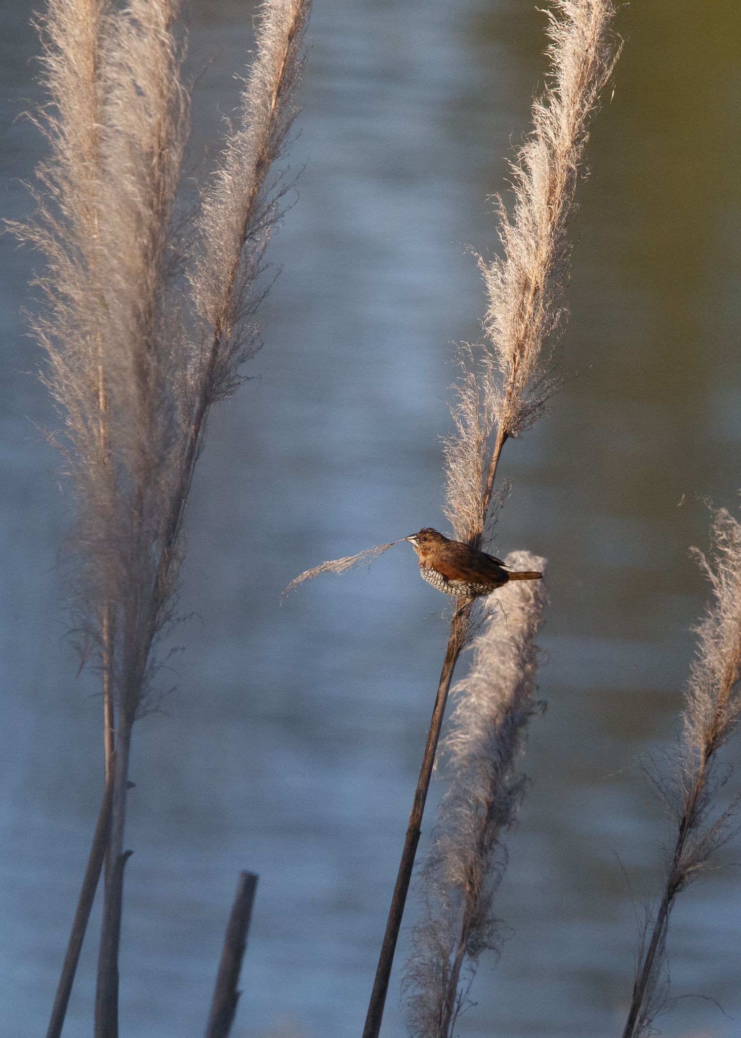 A small brown bird perches on a tall pampas grass plume against a blurred blue background.