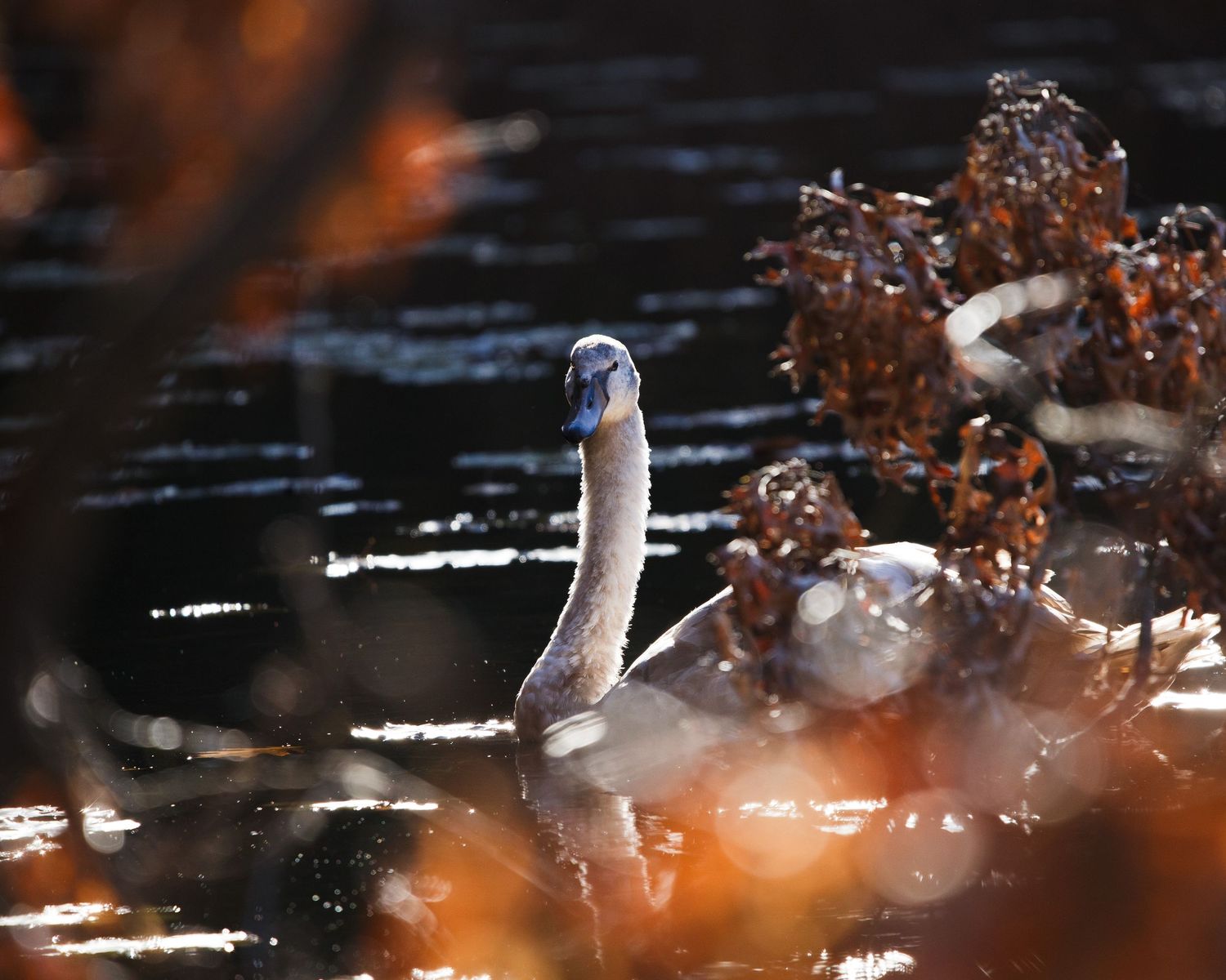 A blue jay perches on a branch with orange autumn foliage and water reflections in the background.