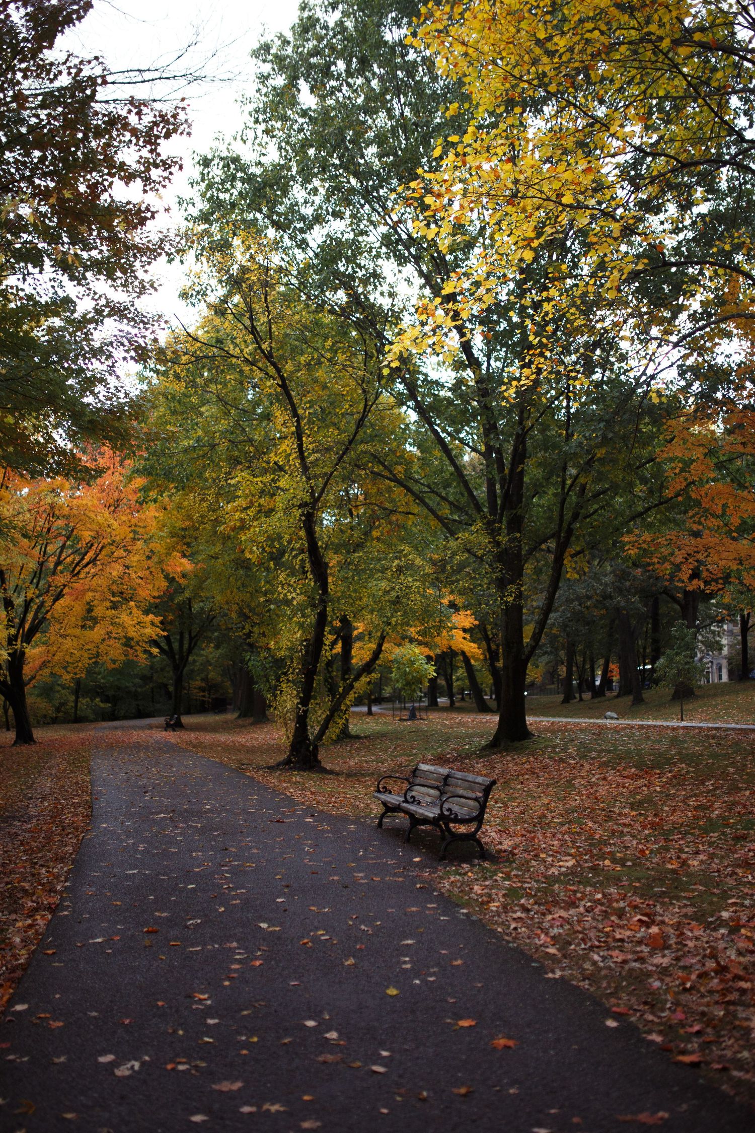 Autumn park pathway with fallen leaves and benches lined by golden-leaved trees in a peaceful setting.