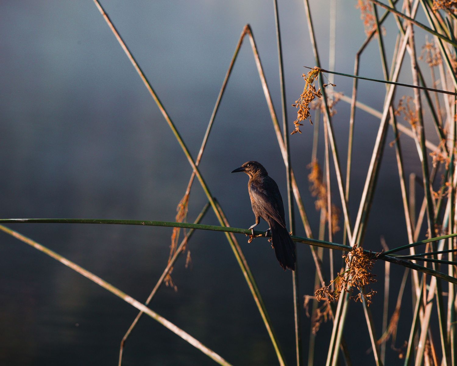 Close-up nature photo of dried brown cattails against a dark moody background in wetland vegetation.