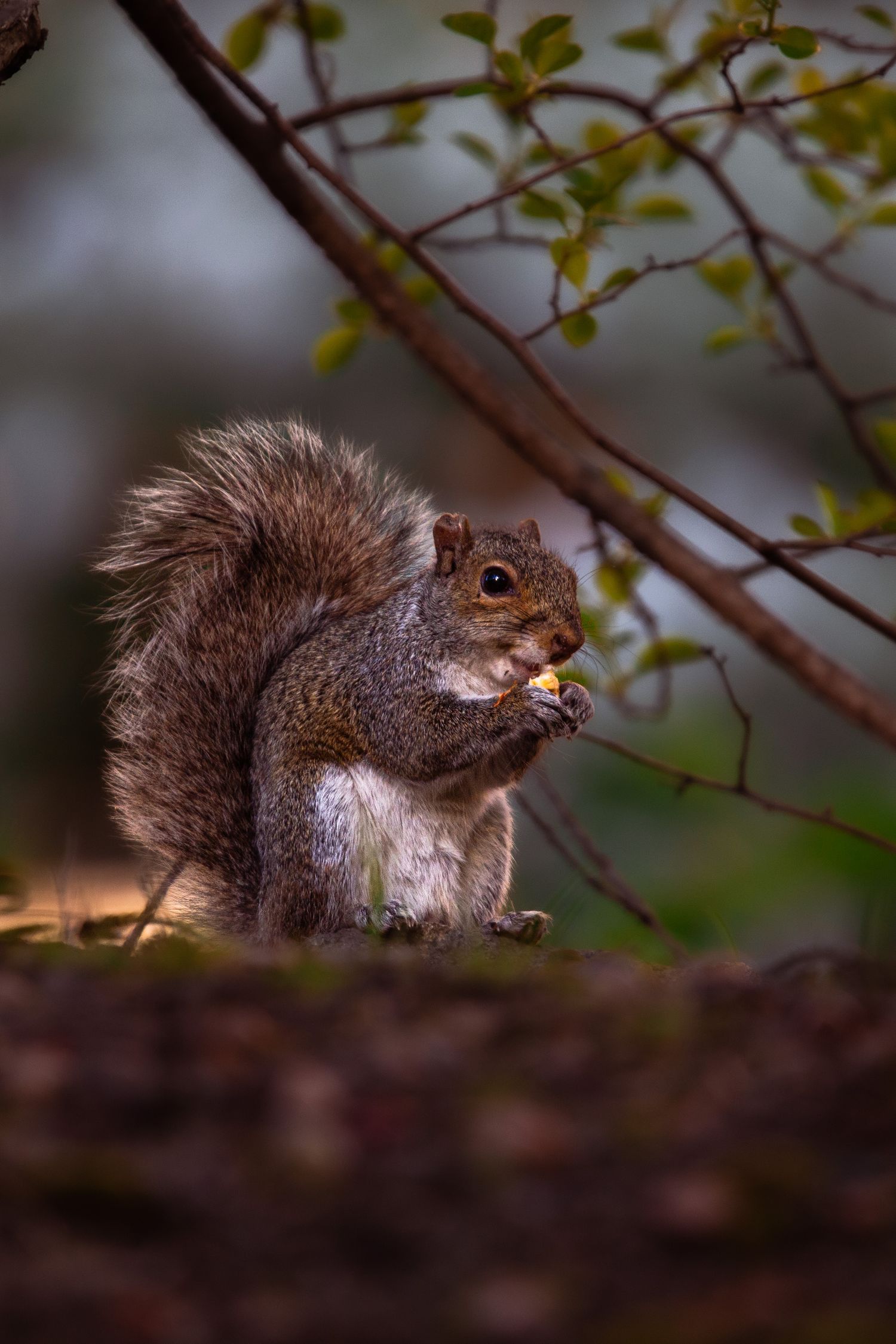 A brown squirrel nibbles on food while perched on a branch with fresh spring leaves in the background.