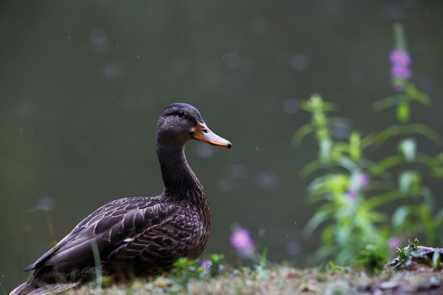 A black duck with an orange beak swims peacefully in calm waters surrounded by green foliage.