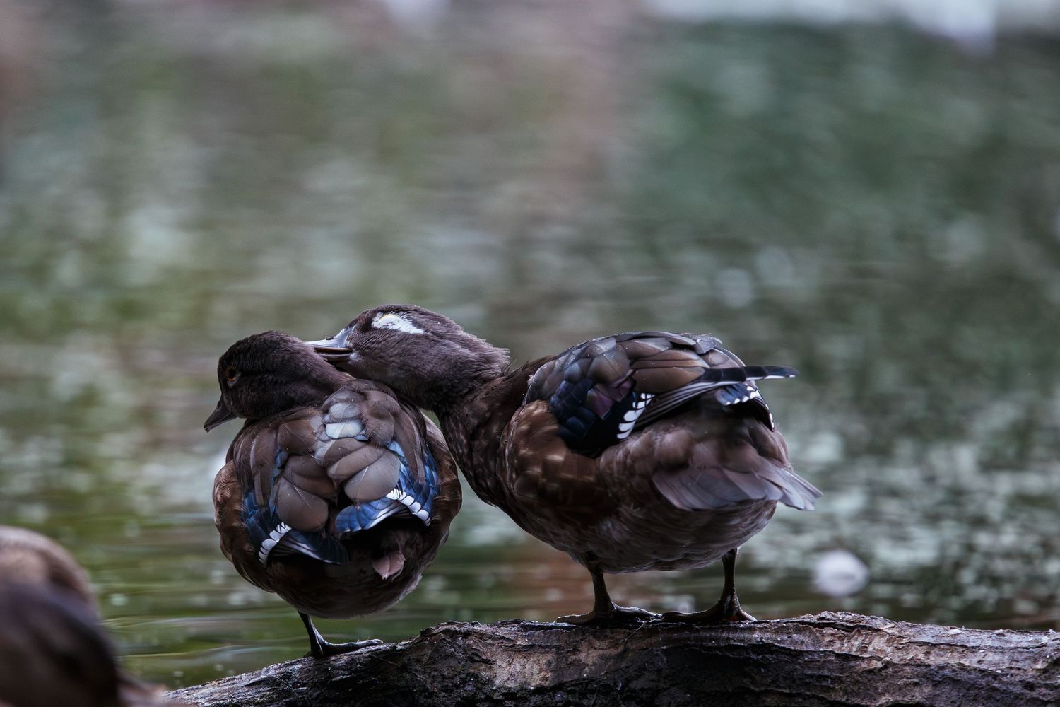 Two brown ducks with blue wing patches stand close together on a log by the water.