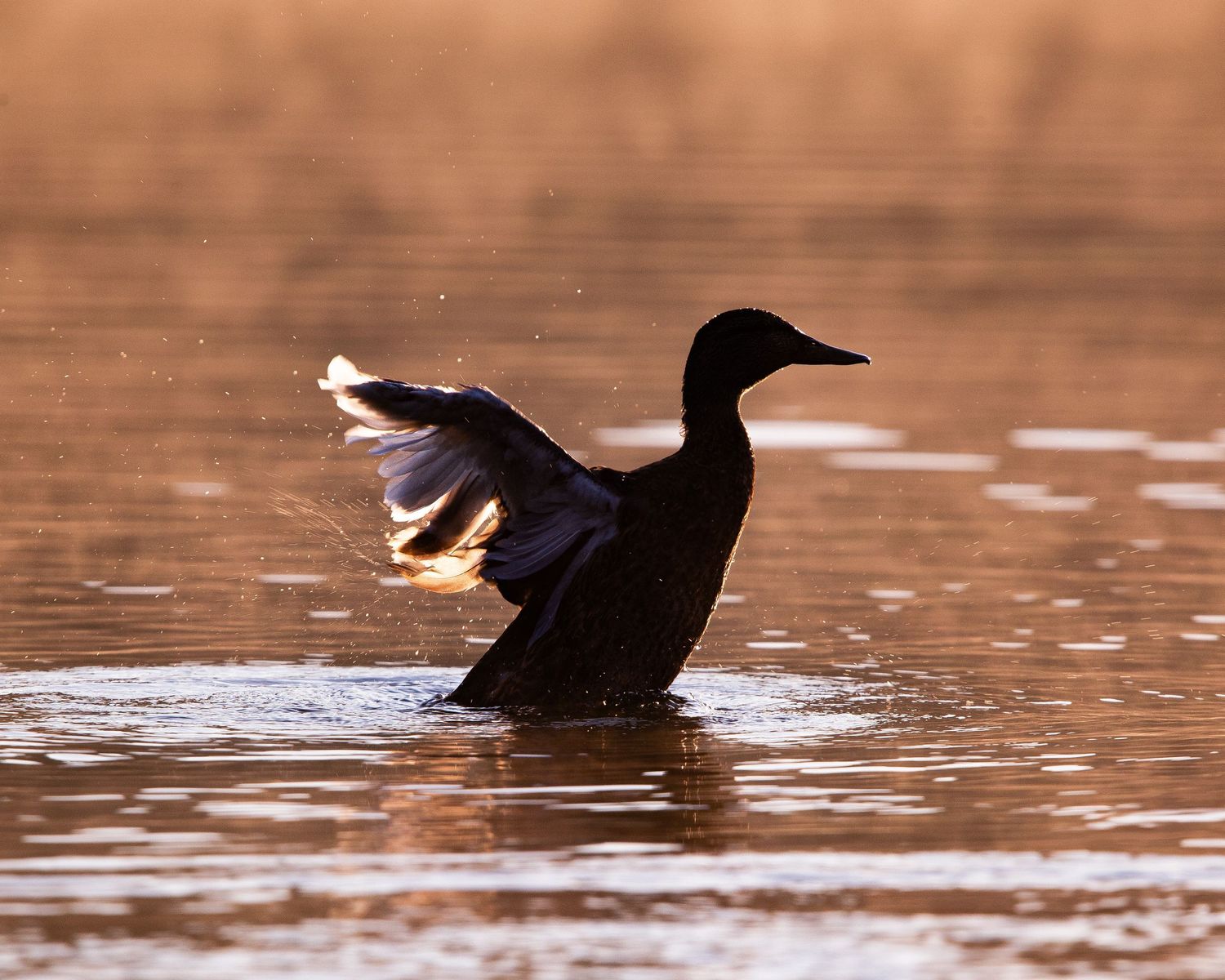 Black duck swimming in calm brown water with ripples and reflections creating a serene nature scene.