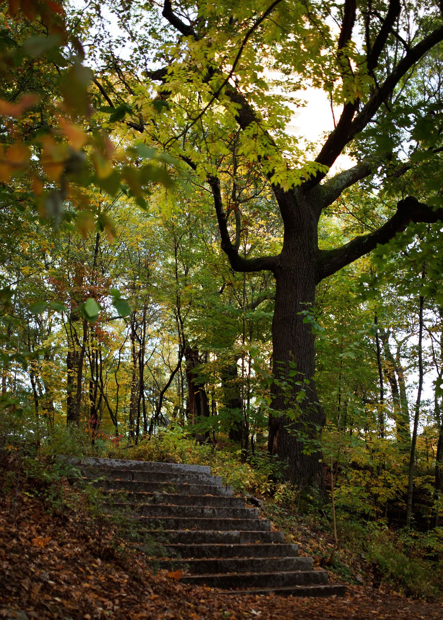 Stone steps surrounded by autumn trees with golden leaves create a scenic woodland path in a tranquil forest setting.