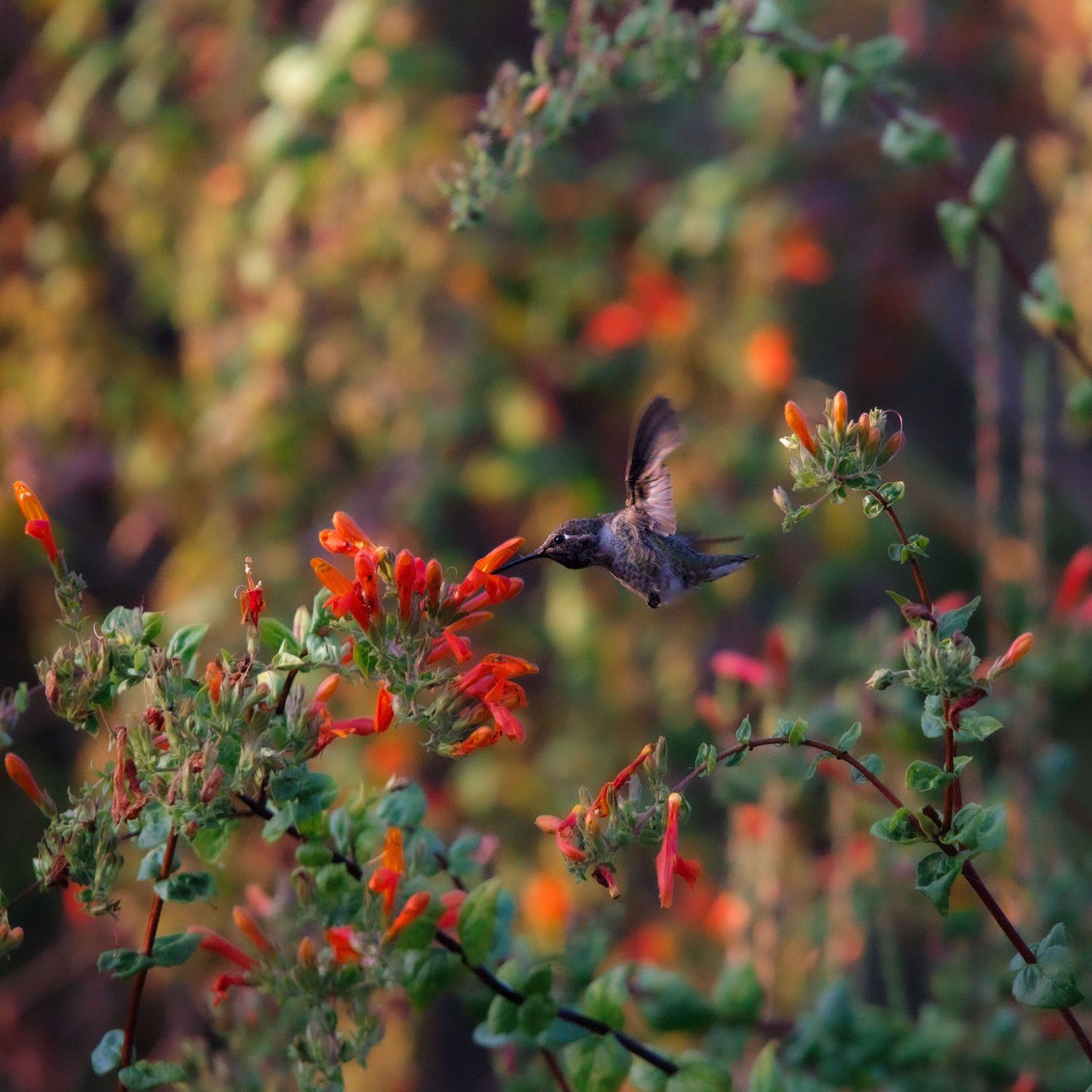 A hummingbird hovers near vibrant red flowers in a garden with soft bokeh background effect.