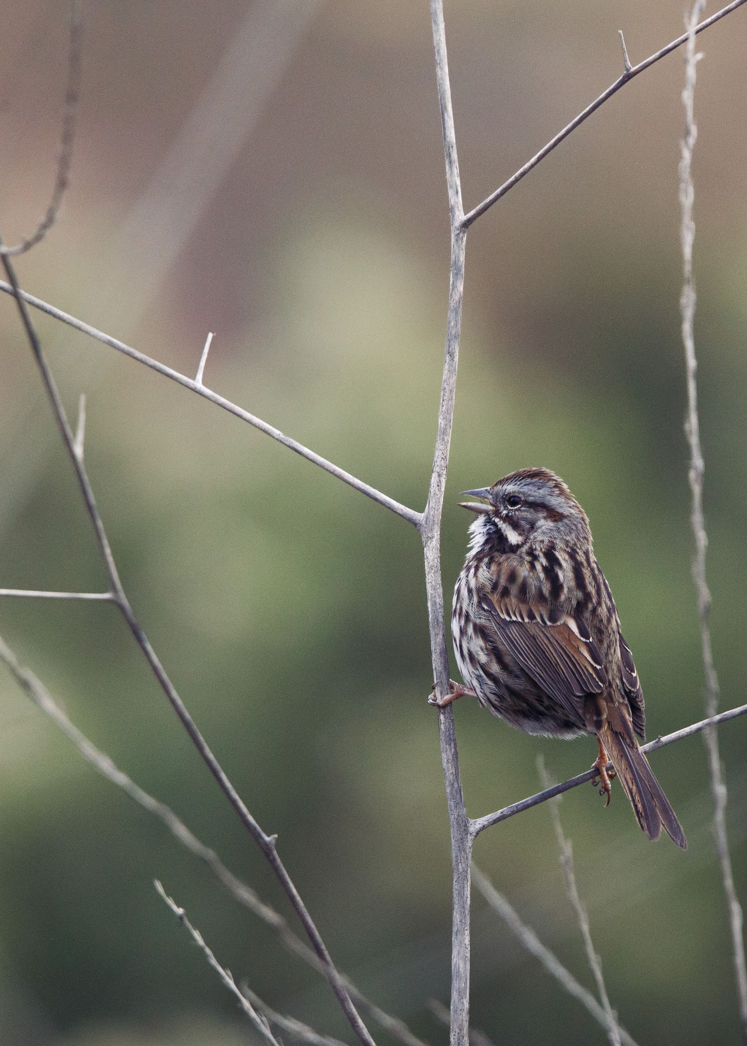 A small brown sparrow perches on a bare winter branch against a soft blurred background.