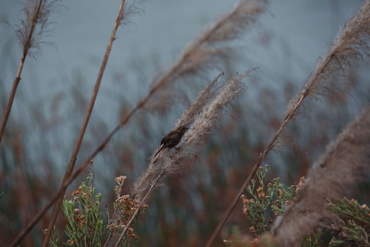 Small black bird perched on tall brown pampas grass plumes against a blurred blue background.