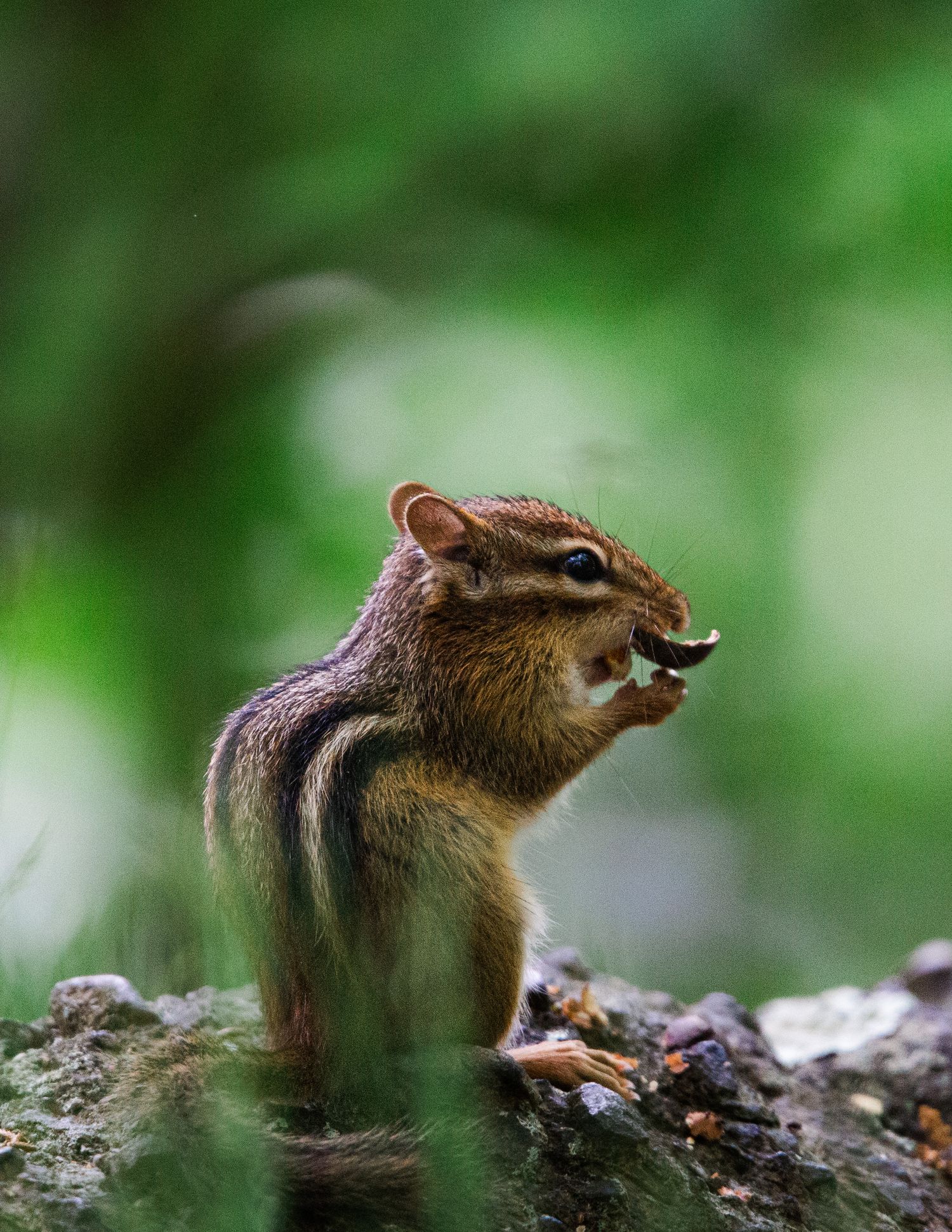 A chipmunk nibbling on seeds while perched on a mossy log in a green forest setting.