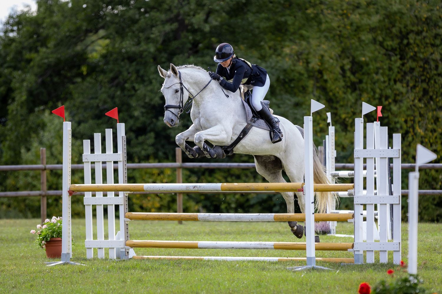Show jumping sequence of horse and rider clearing obstacles on course.
