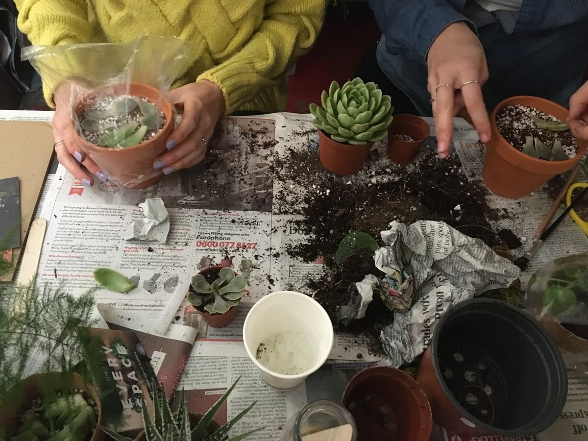 Hands potting succulents and plants on newspaper-covered table with soil, terracotta pots, and gardening tools.