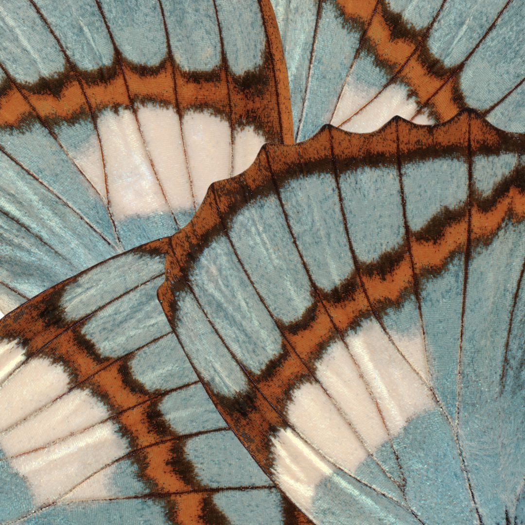 Extreme close-up of a butterfly wing showing intricate blue and orange pattern details.