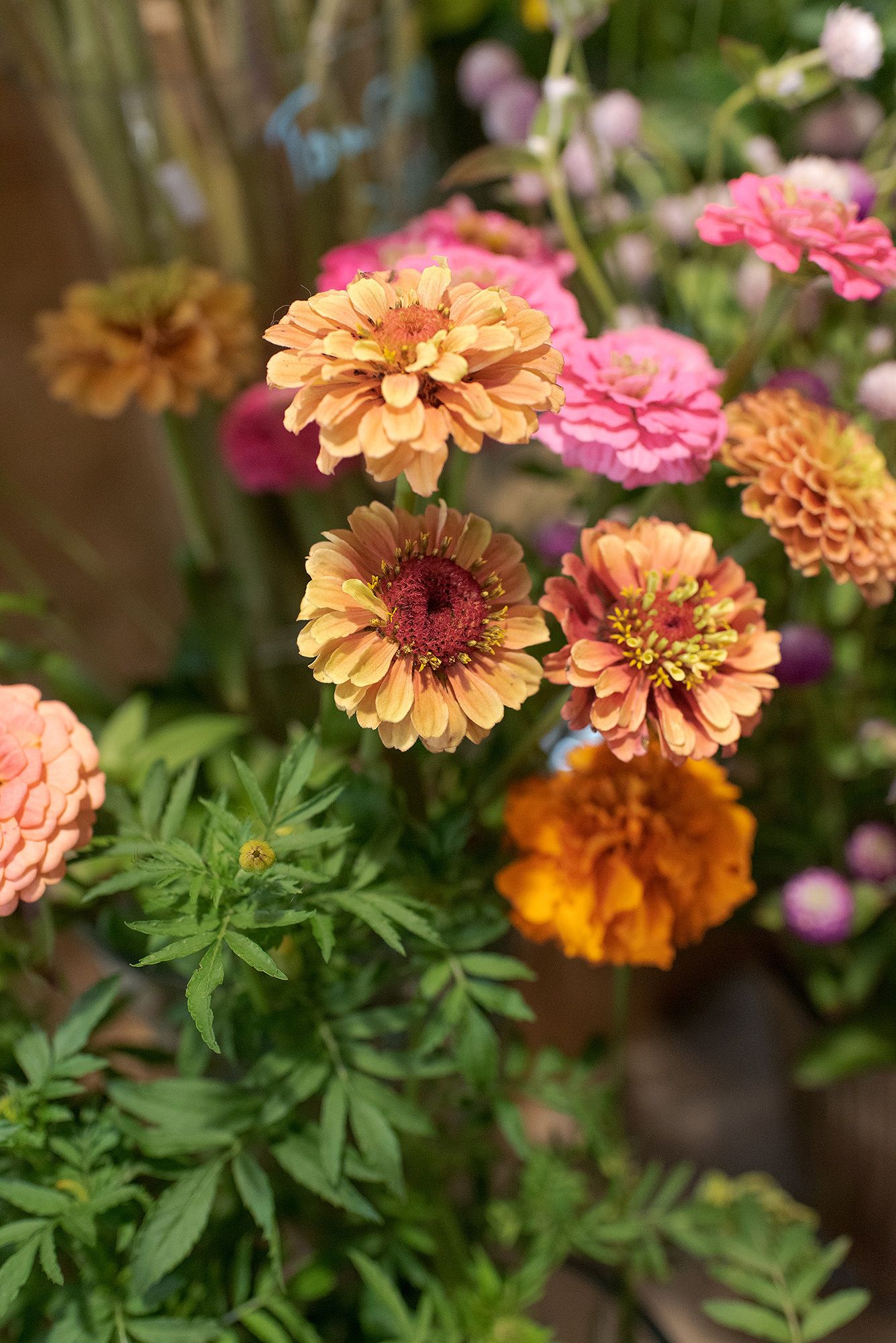 Vibrant marigold and zinnia flowers in warm orange and yellow tones with green foliage in garden setting.