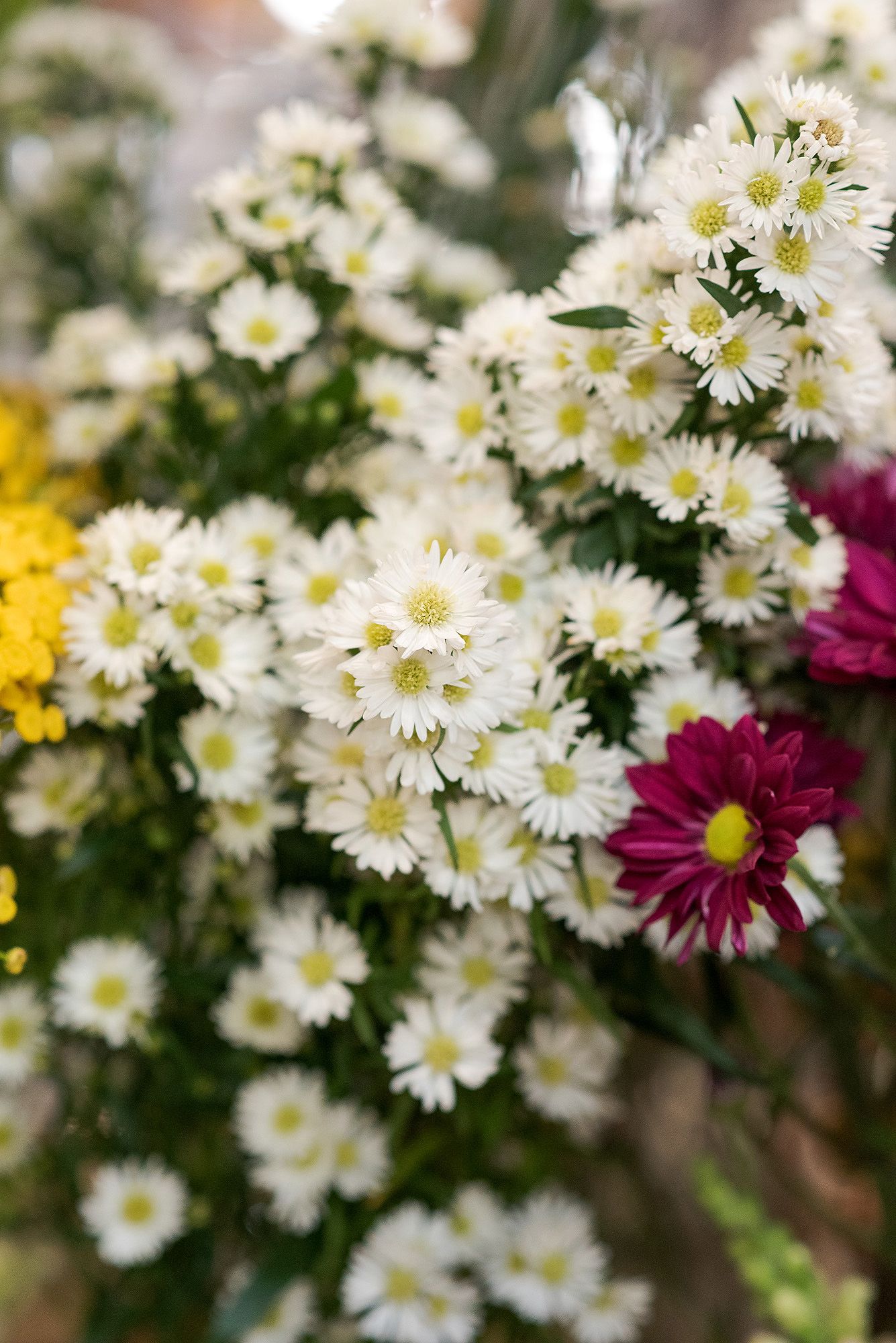 White daisies and magenta chrysanthemums bloom together in a delicate floral arrangement.