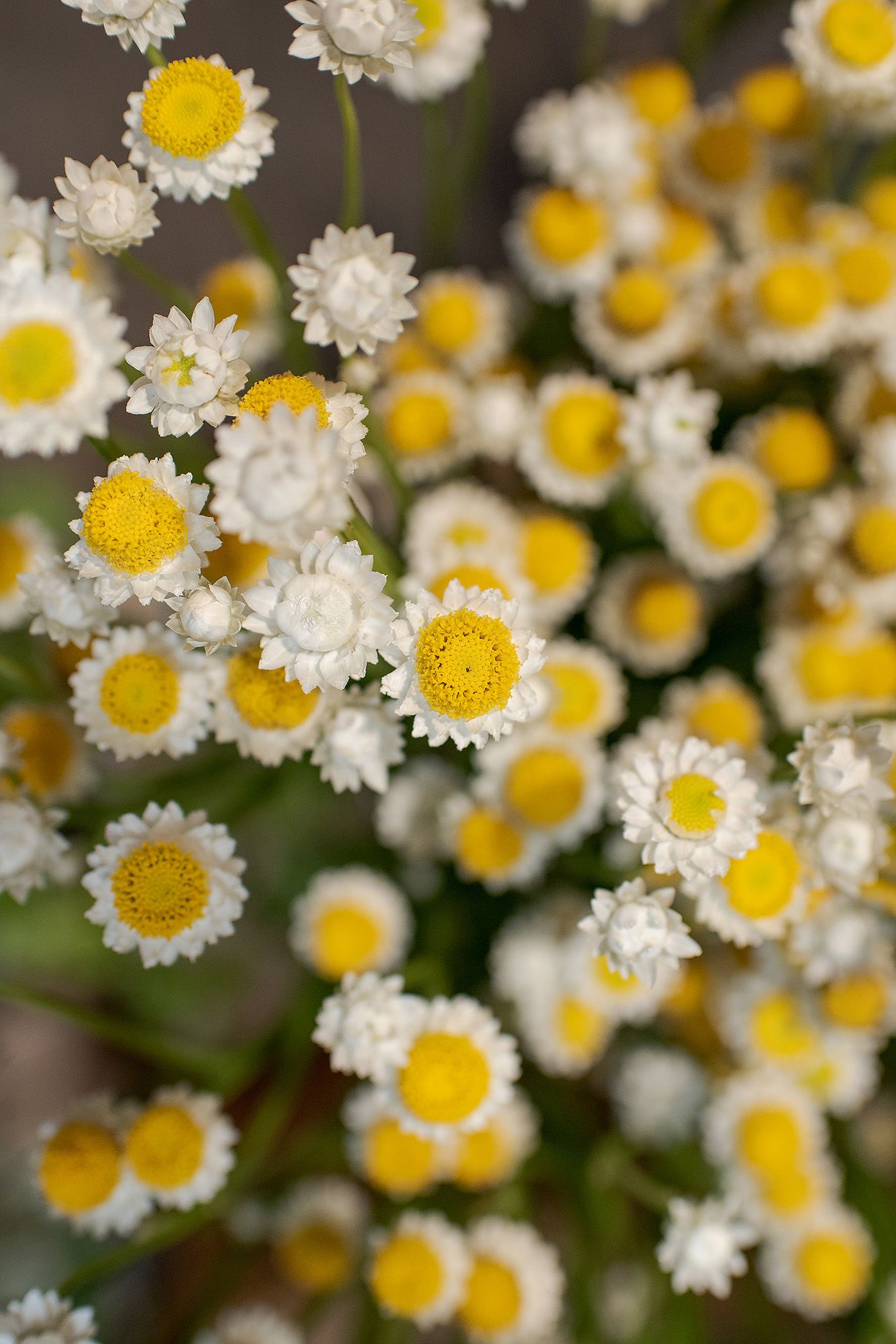 Delicate white and yellow chamomile flowers bloom in a dense cluster with bright yellow centers.
