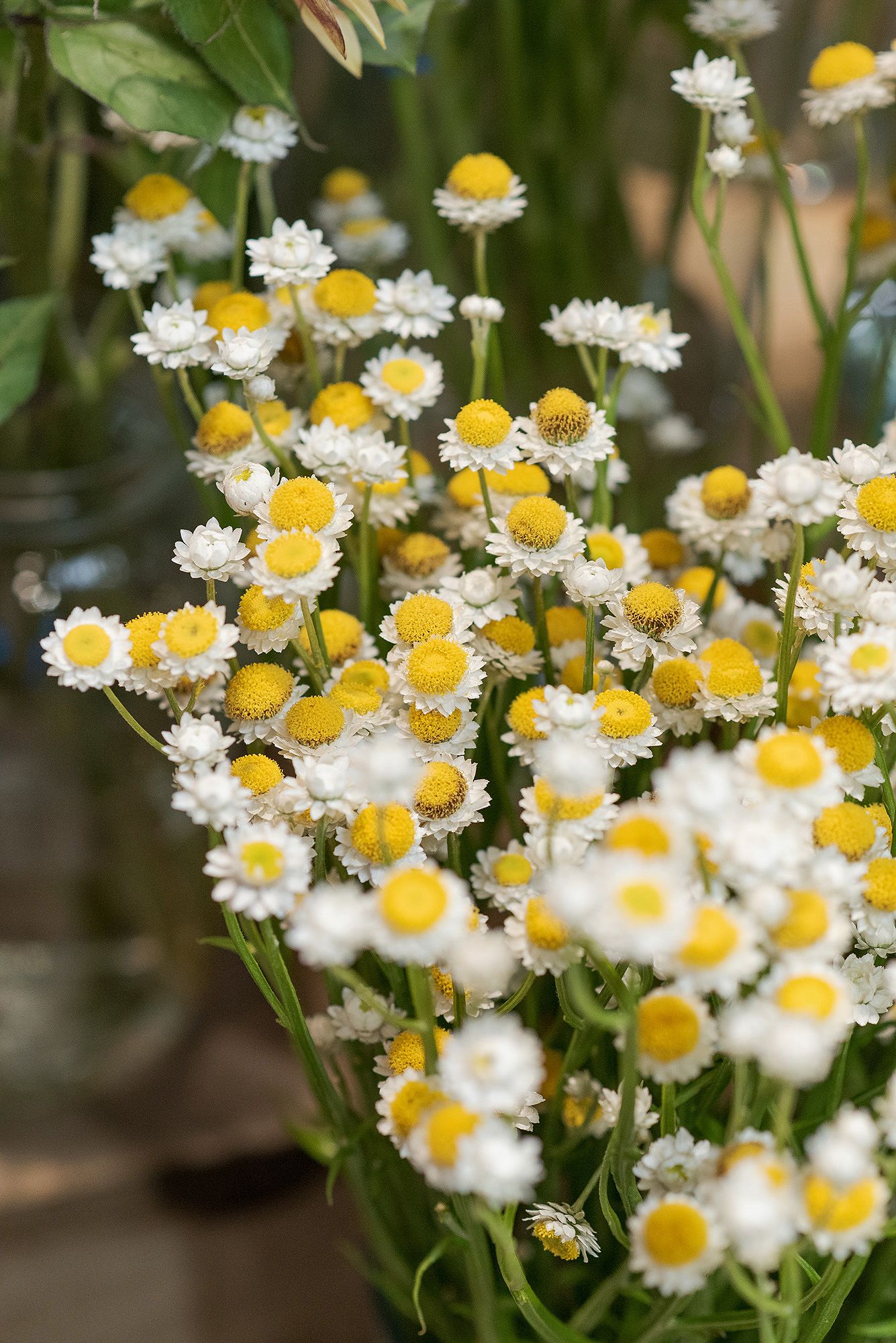 Close up of fresh white and yellow feverfew daisies blooming in a lush garden display.