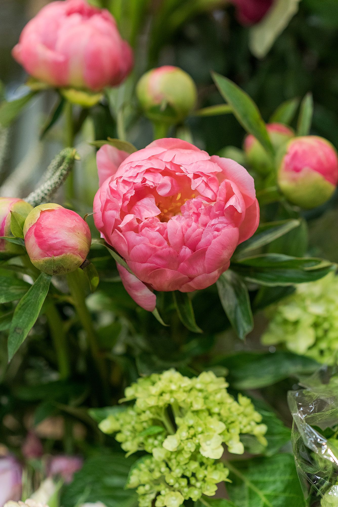 Beautiful pink peony flower blooms and buds with green foliage and hydrangea in a garden setting.
