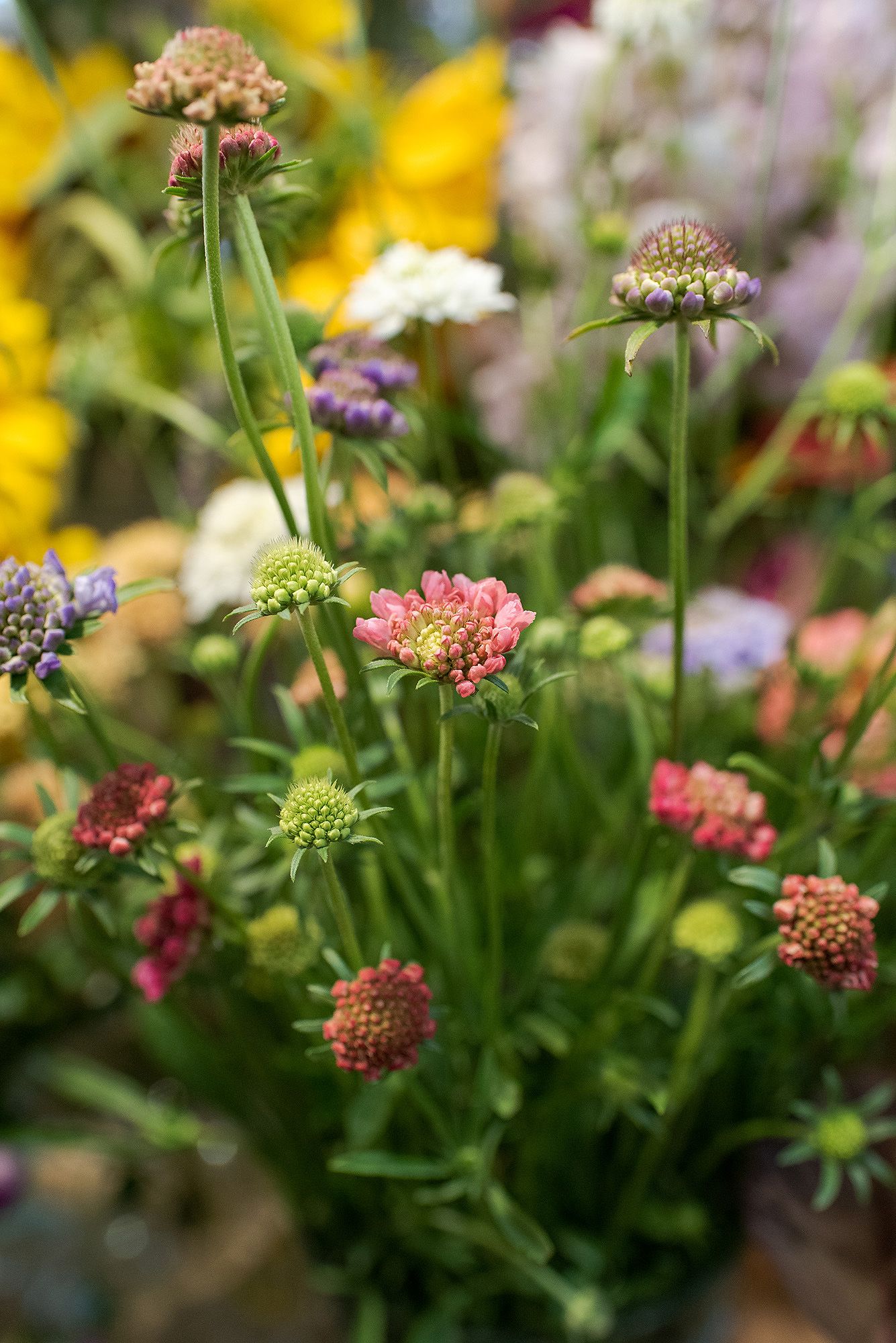 Colorful wildflowers with pink and yellow blooms sway in a garden setting against a soft blurred background.