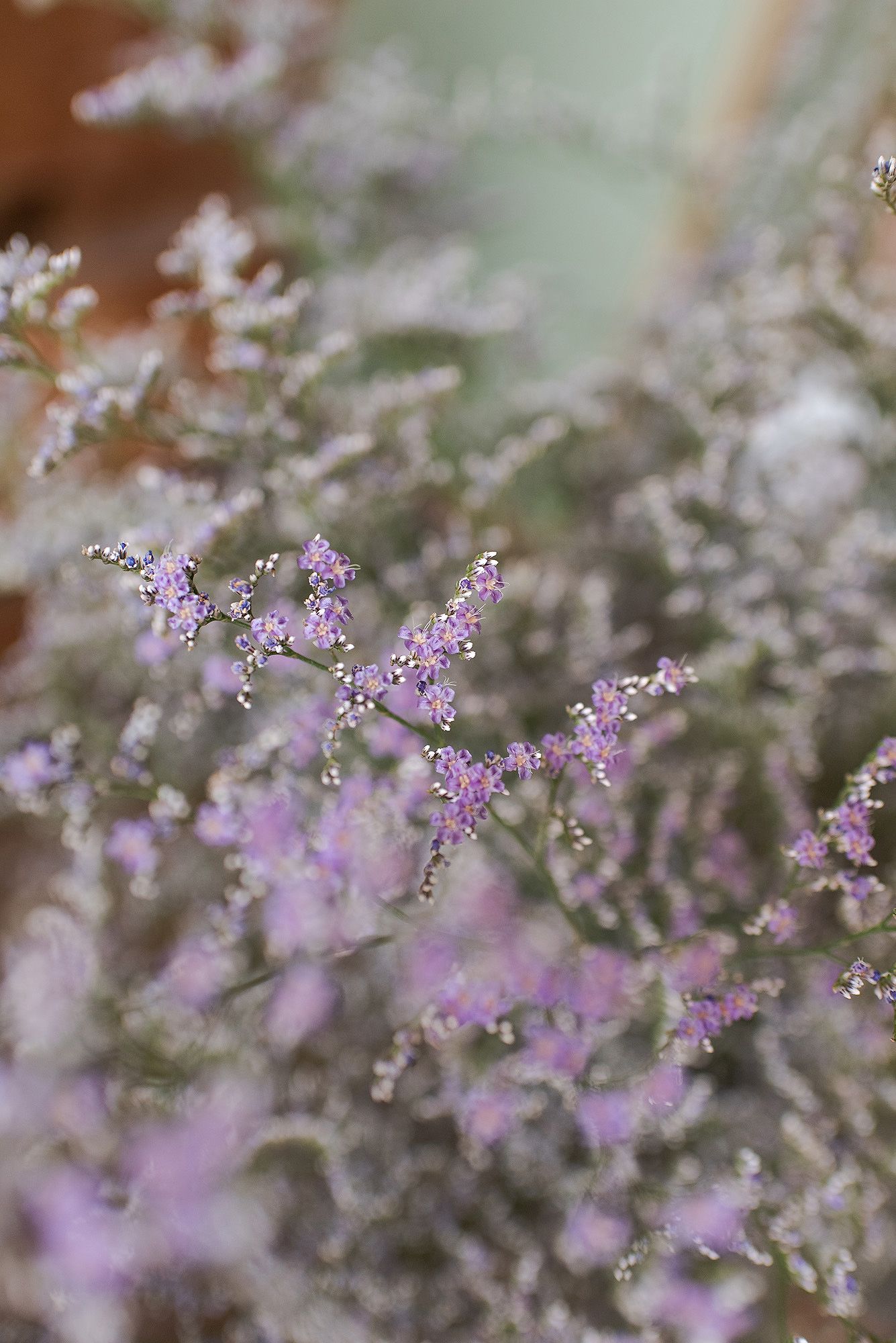 Delicate purple wildflowers create a soft, dreamy background in shallow focus.