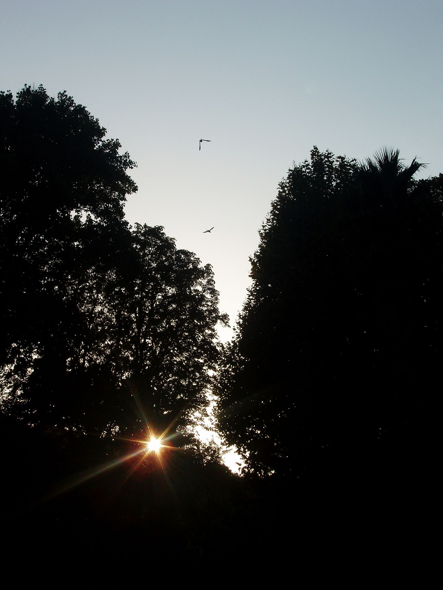 Silhouette of trees against sunset sky with birds flying overhead.