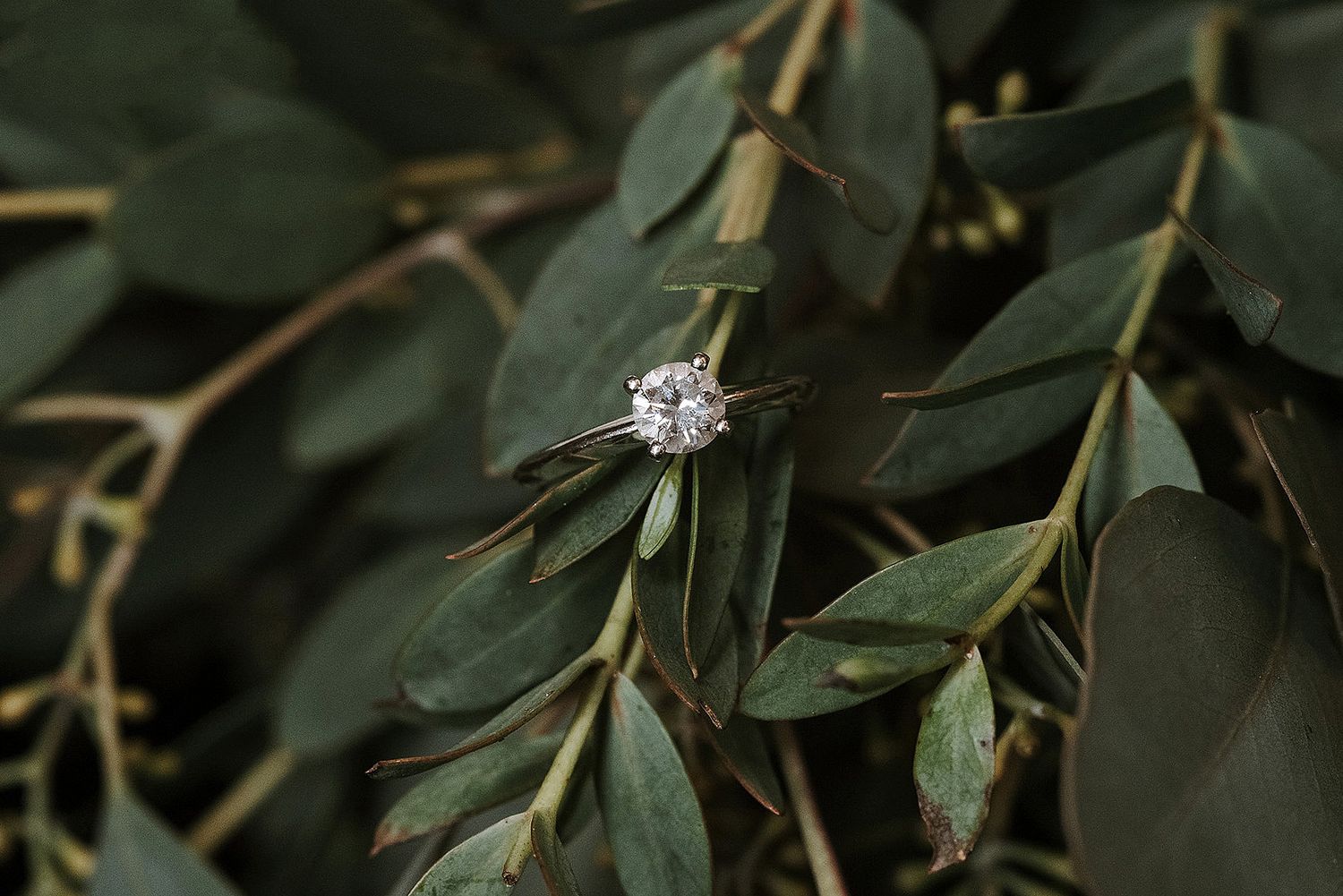 Close-up of a diamond engagement ring on a leafy green branch in natural lighting.