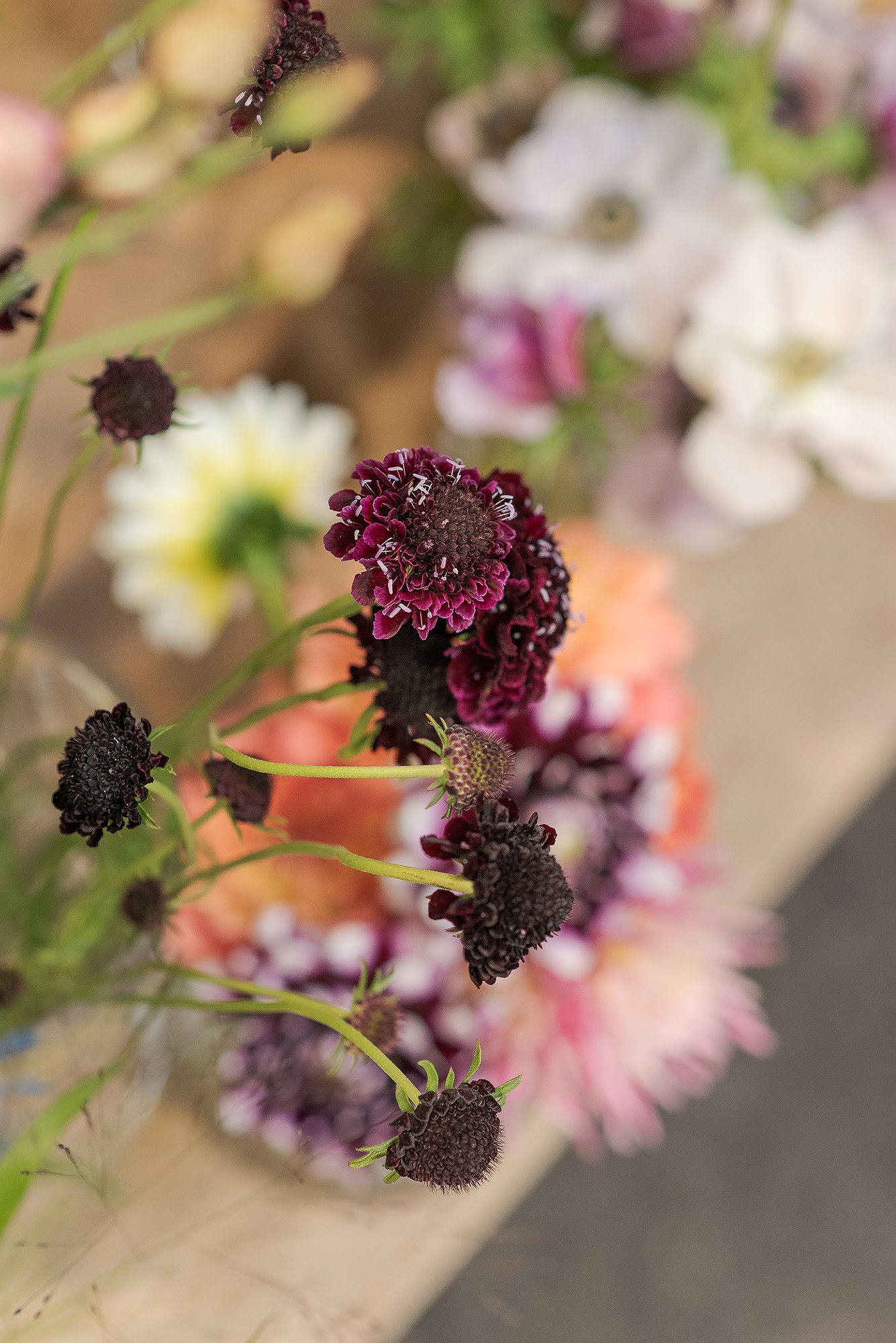 Deep purple scabiosa flowers with dark centers create a moody floral composition.