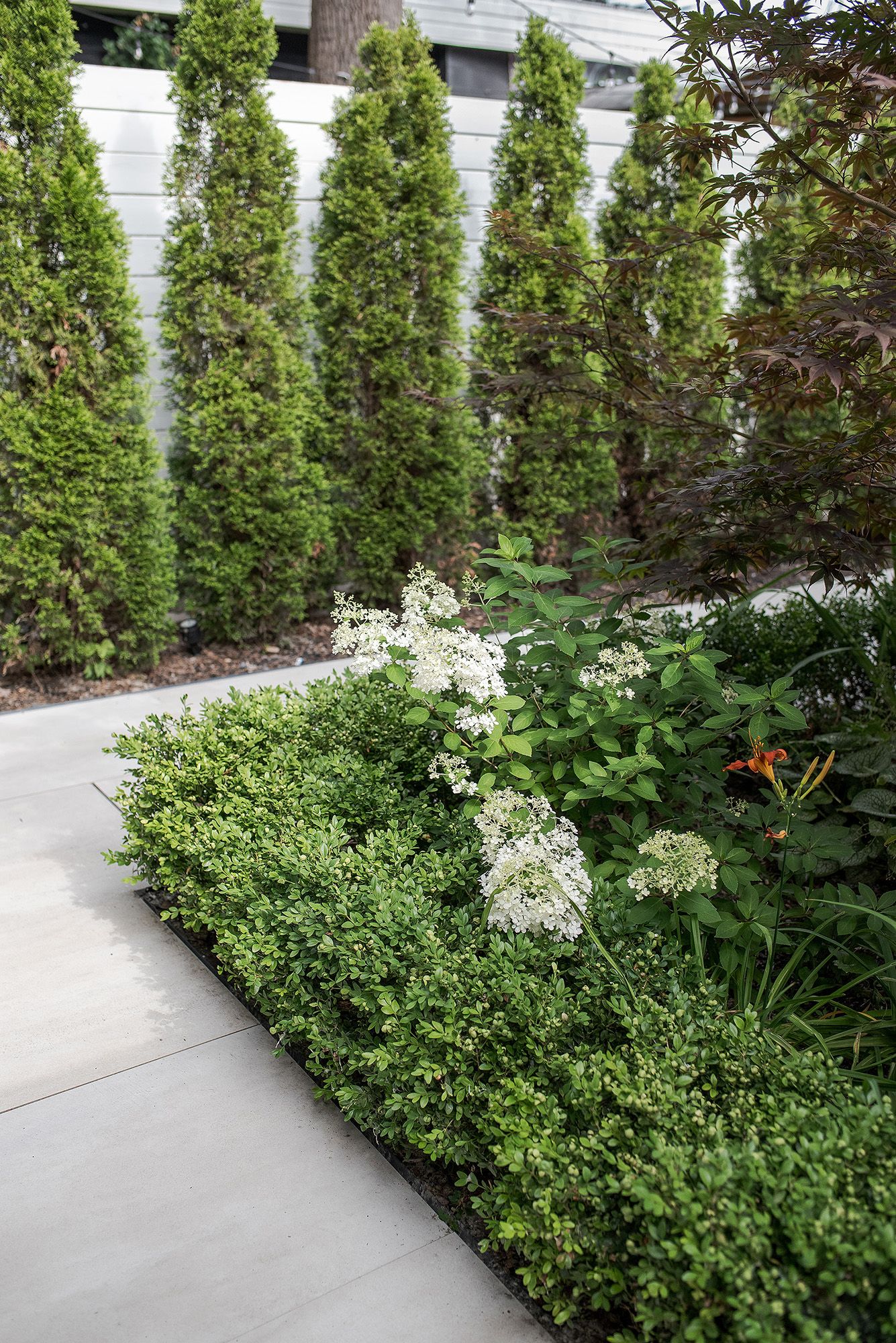 Modern garden pathway with concrete pavers bordered by tall emerald arborvitae trees and white flowering perennials.
