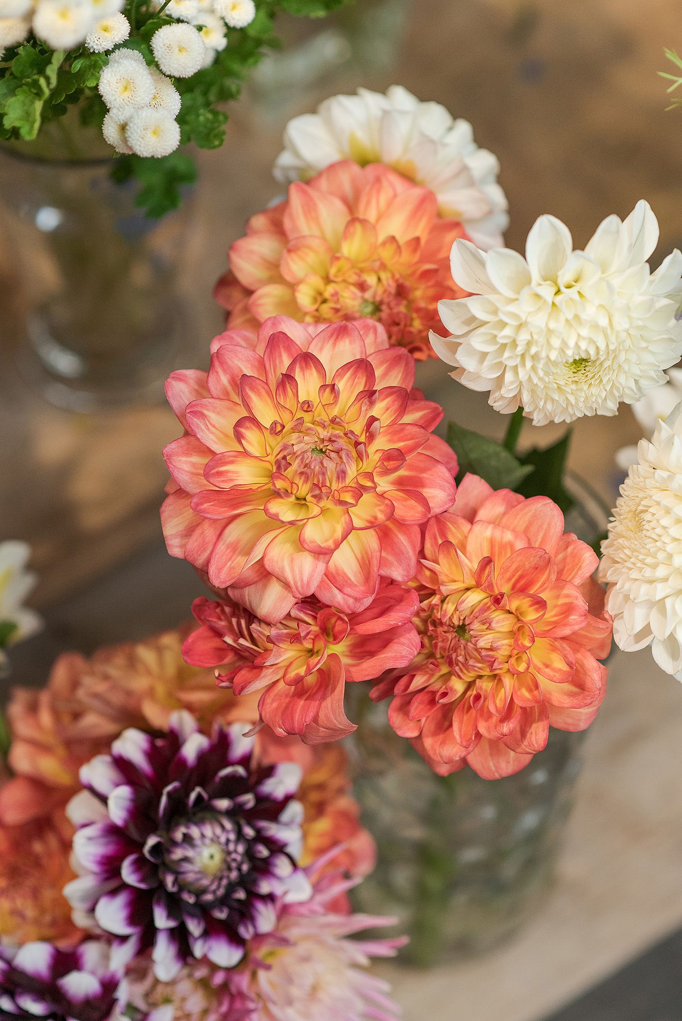 Colorful dahlia flowers in coral, pink, and white hues arranged in glass vases with delicate petals and layered blooms.
