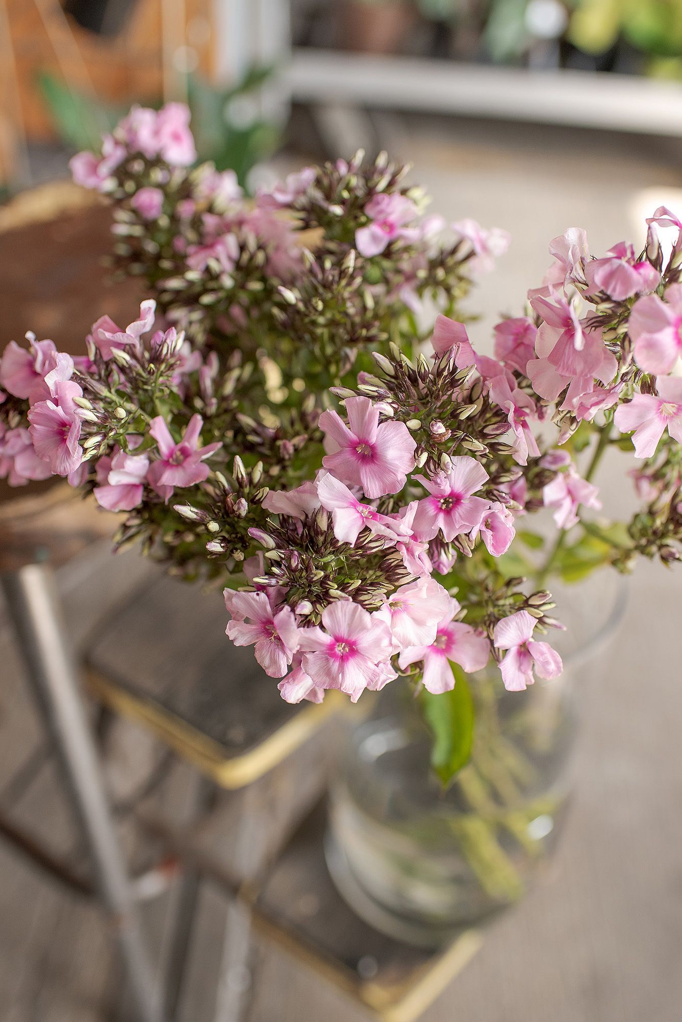 Delicate pink flowers with small petals arranged in clusters on thin stems in a glass vase.