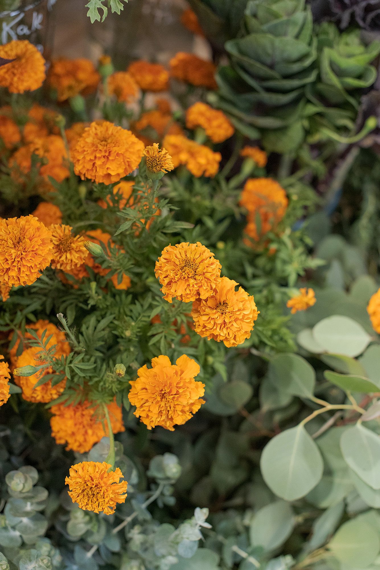 Vibrant orange marigolds bloom alongside succulent plants in a garden setting.