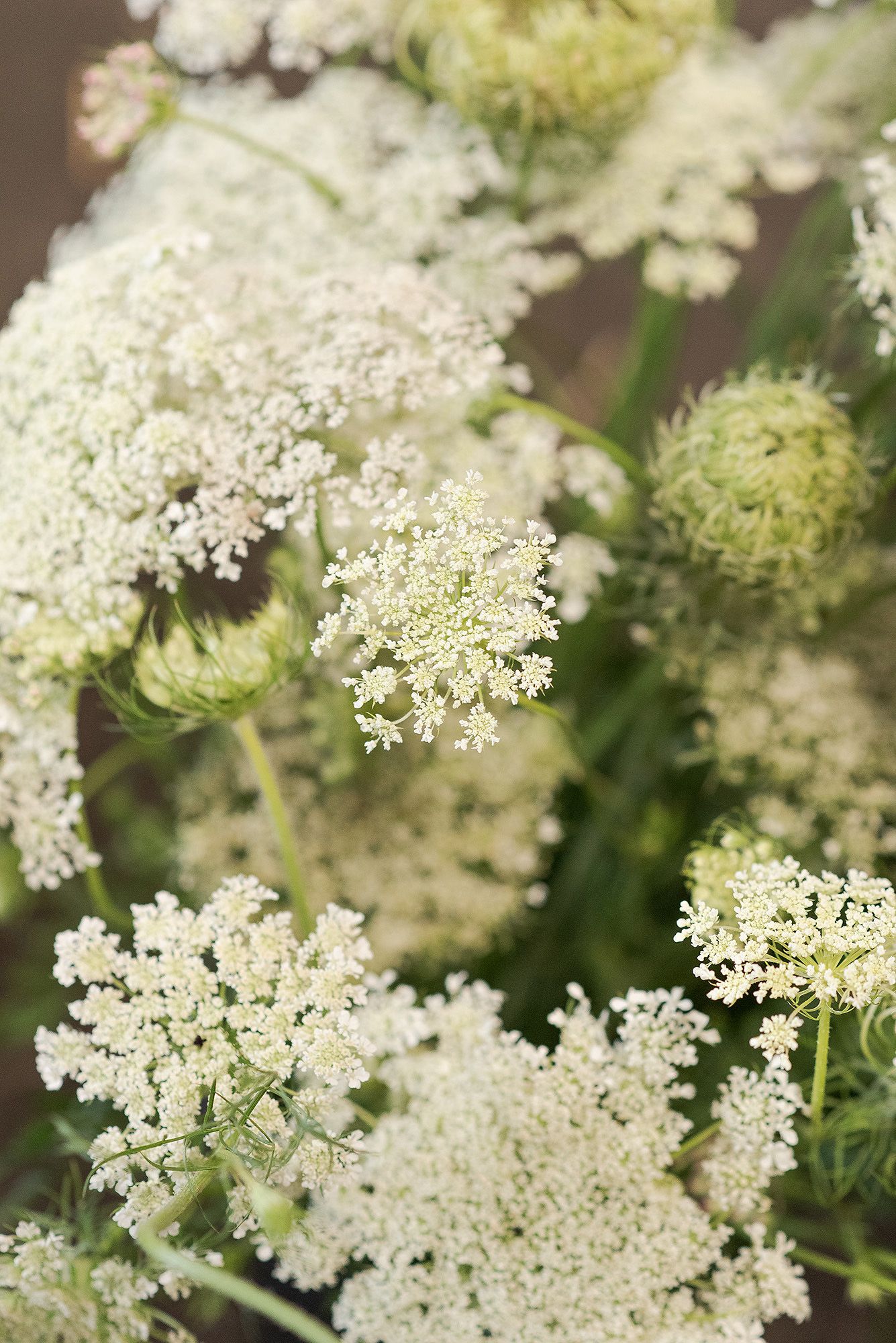 Delicate white Queen Anne's lace flowers bloom in clusters against a soft blurred background.