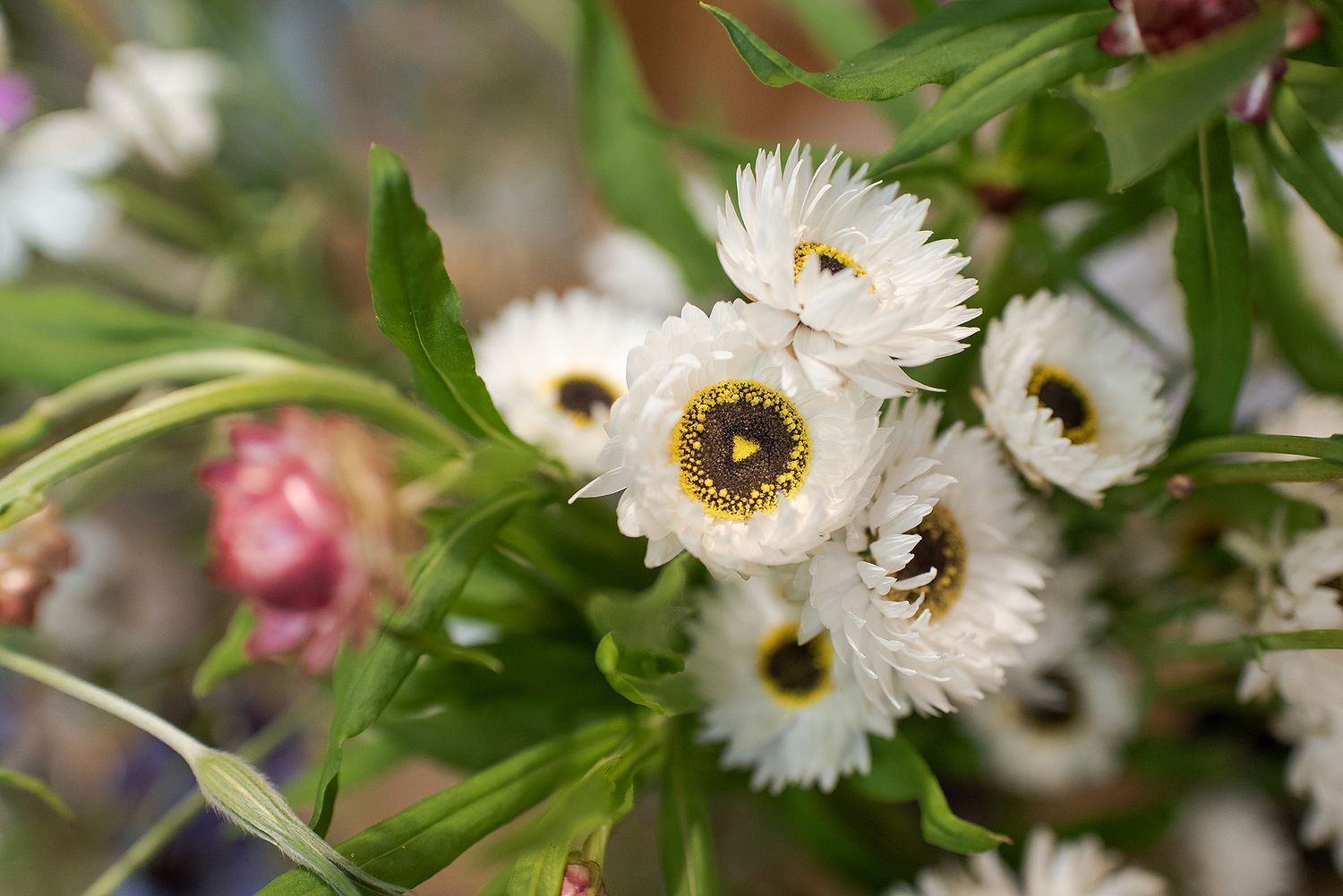 A close-up view of delicate white paper daisy flowers with dark centers growing in a garden setting.