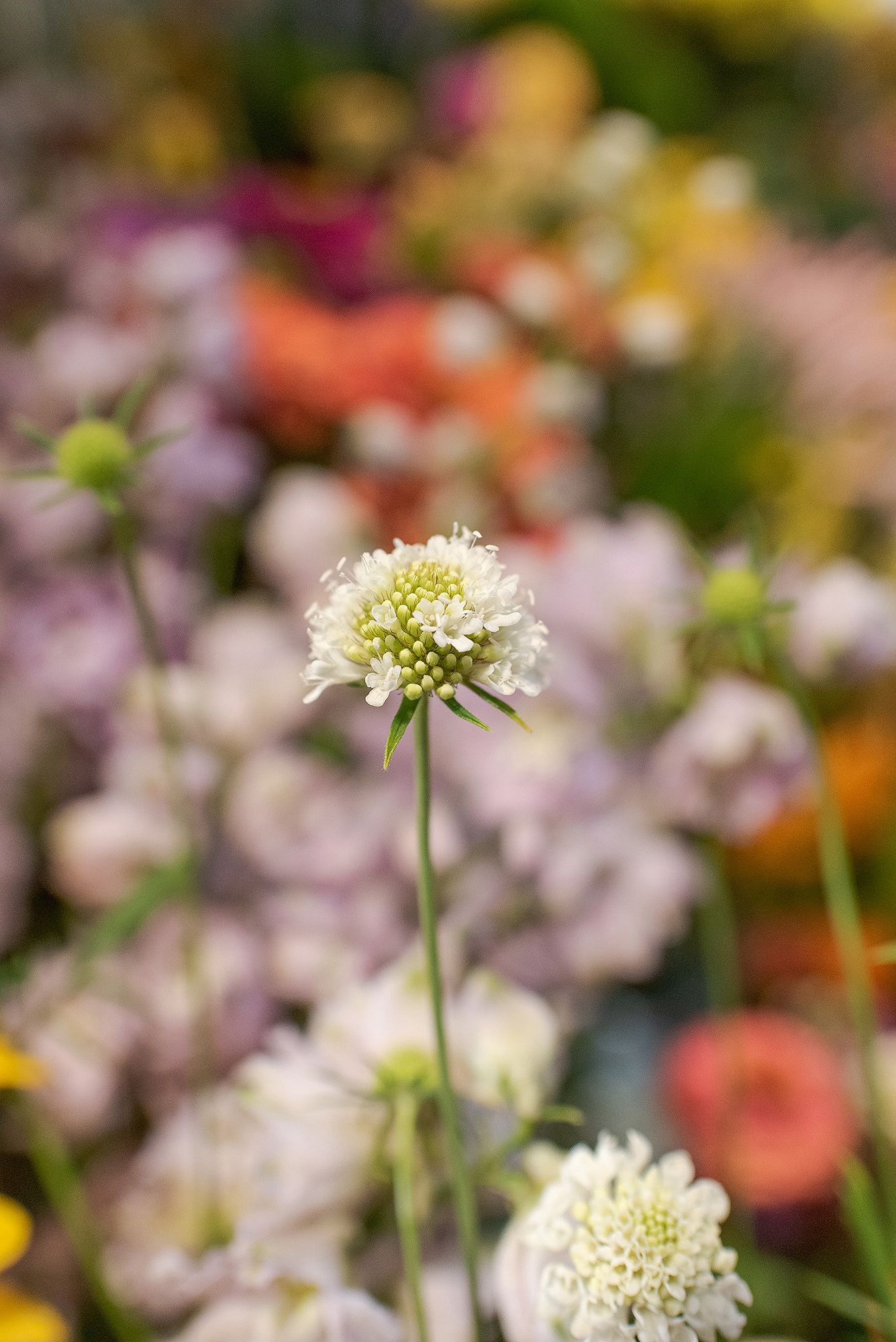 White Queen Anne's Lace flowers stand tall against a blurred garden background.