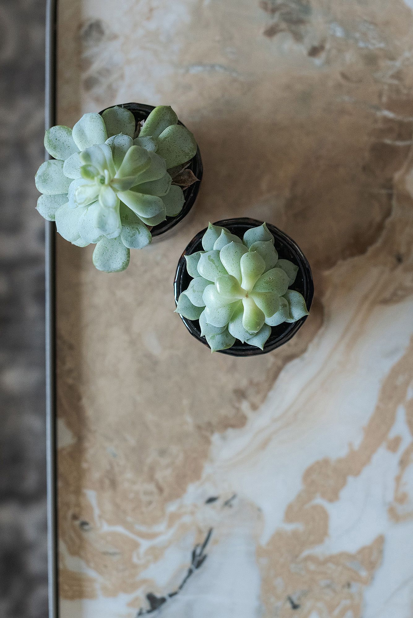 Three small succulent plants in black pots arranged on a textured beige surface.