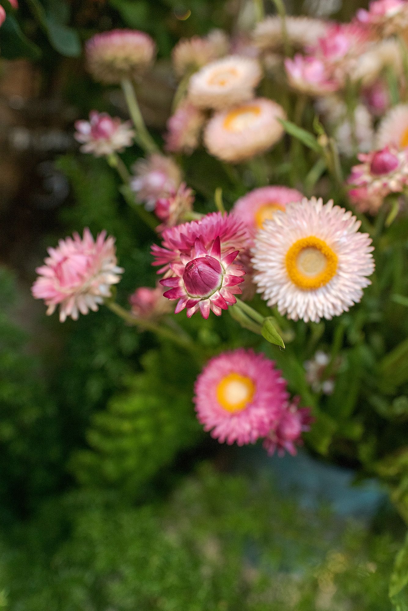 Pink and white paper daisy flowers with bright yellow centers blooming in a garden setting.