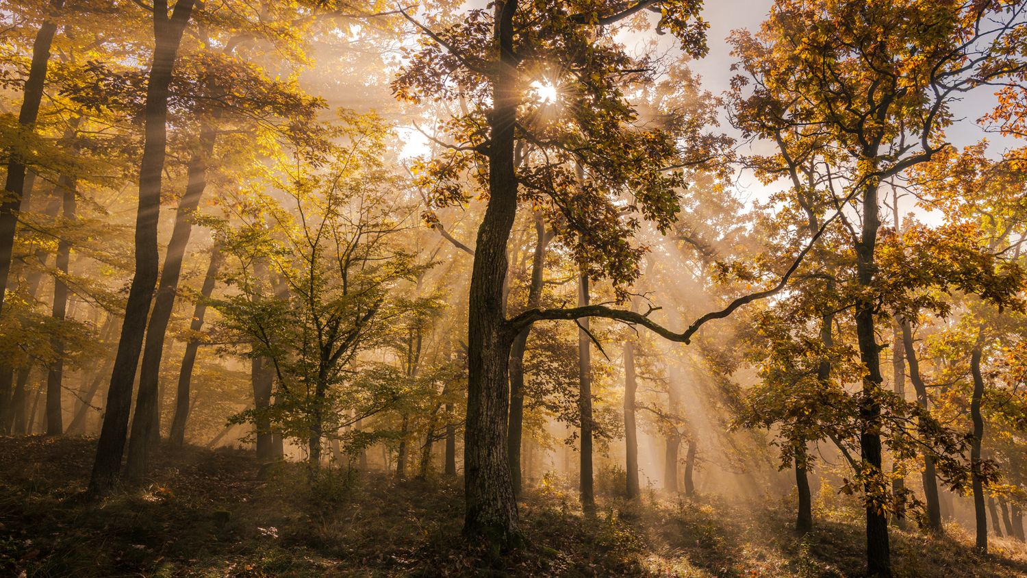 fotografie michal schneider foto photo photography stromy les mlha fog czech krajina minimalist nationalpark thayatal Profesionální cena