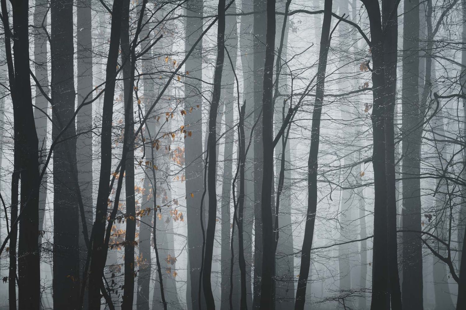 fotografie michal schneider foto photo photography les mlha fog czech krajina minimalist nationalpark thayatal Profesionální fotograf cena