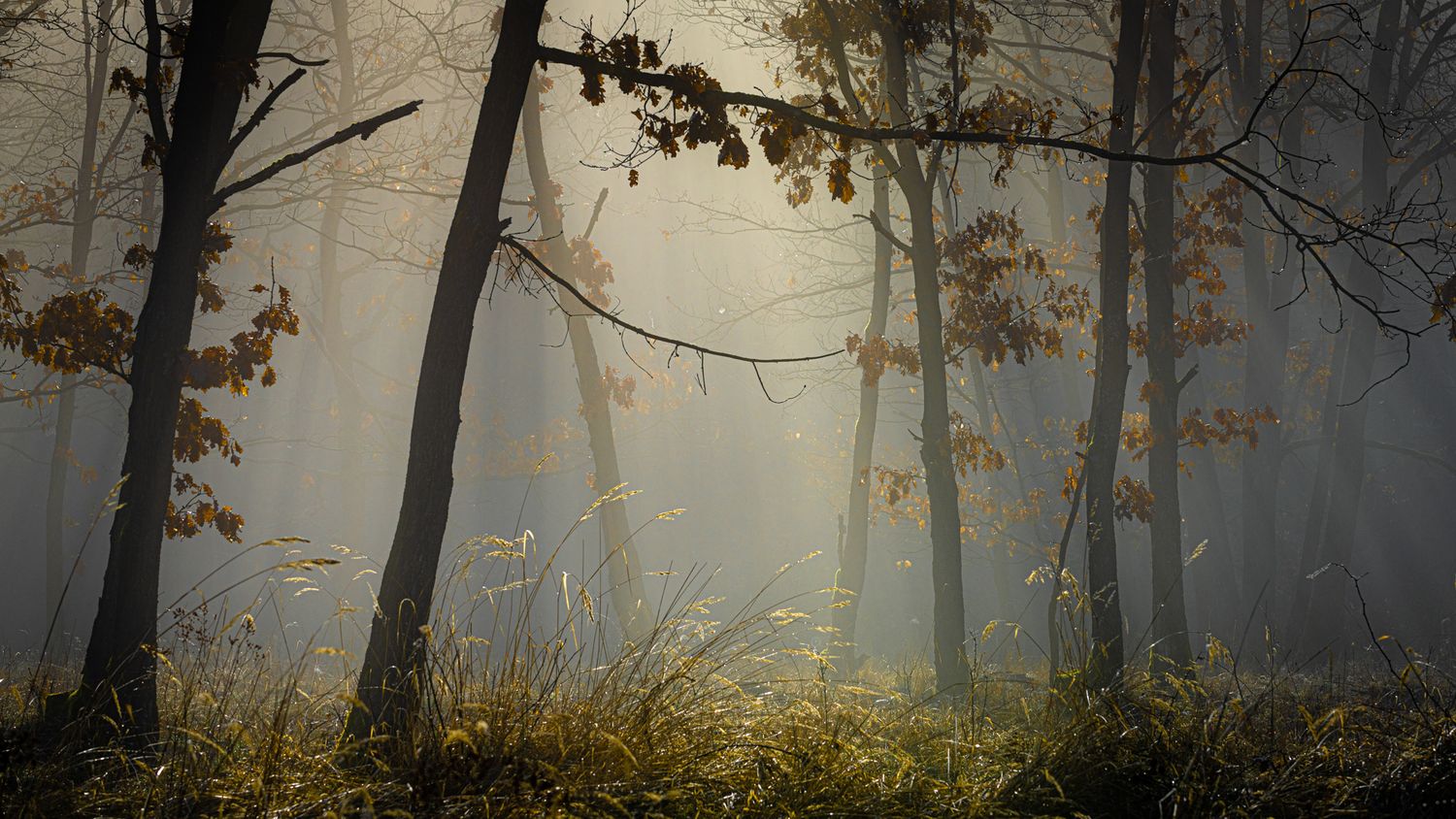 fotografie michal schneider foto photo photography stromy les mlha fog czech krajina minimalist nationalpark thayatal Profesionální cena