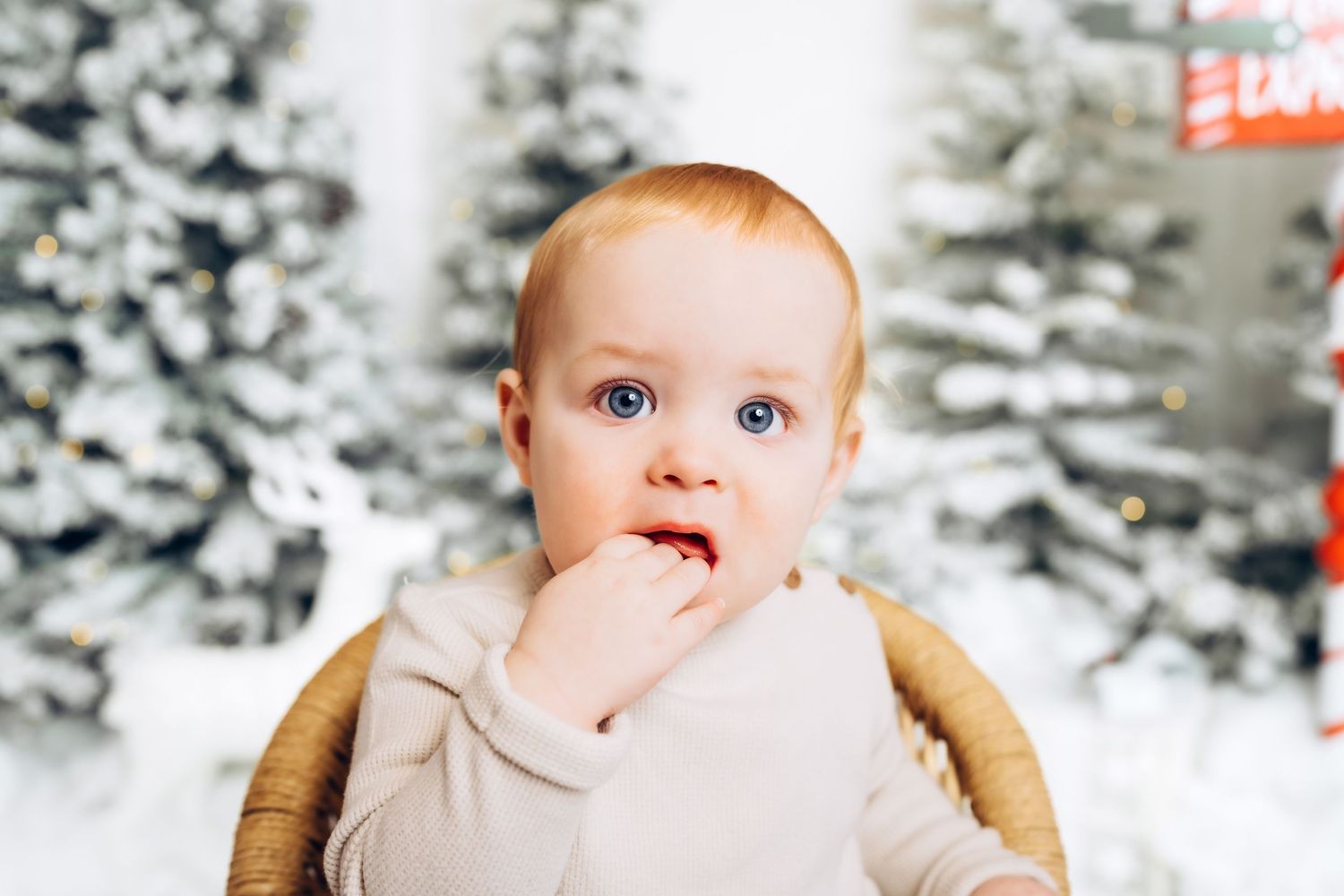 Kanata christmas mini photo session