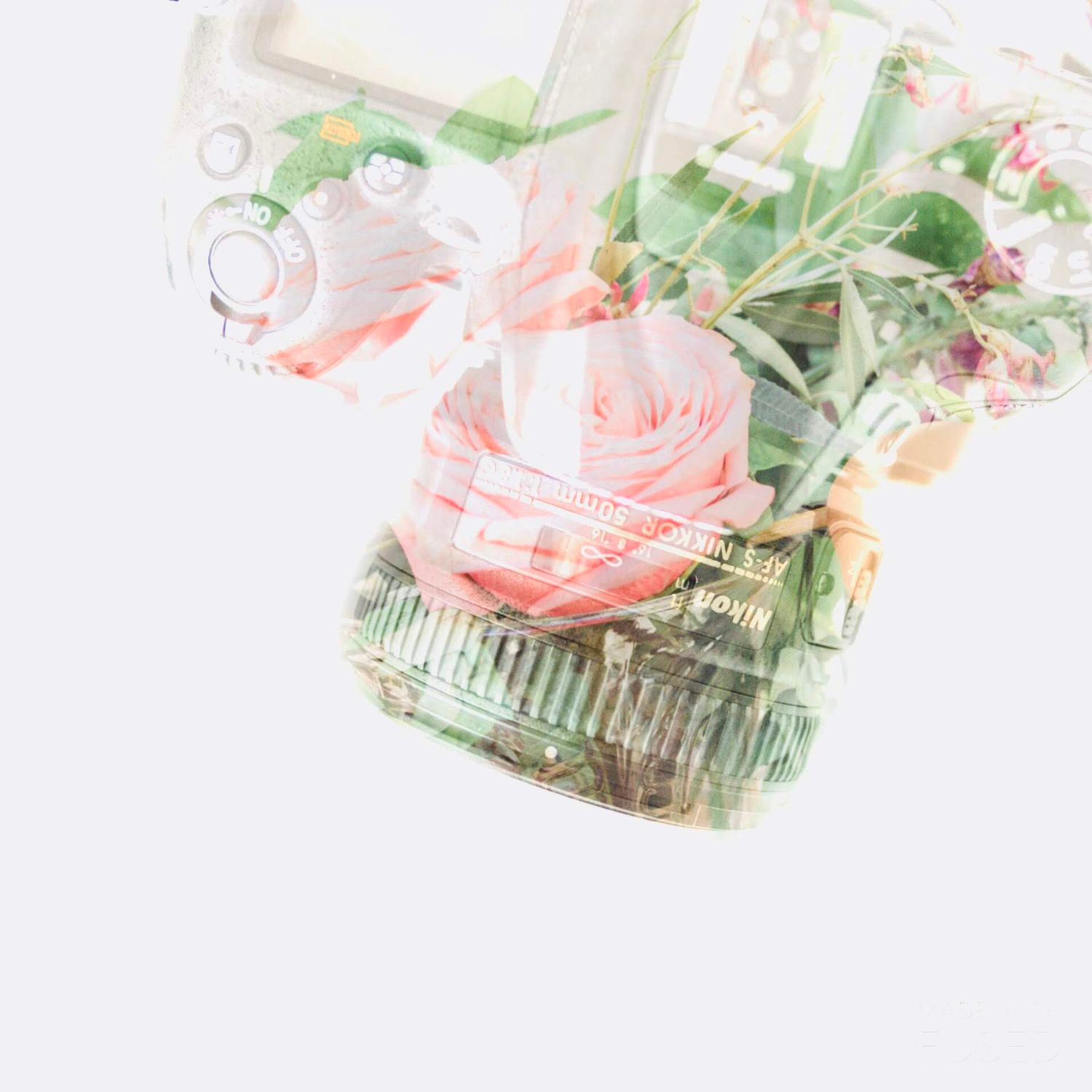 A dreamy double exposure of a vintage camera overlaid with soft pink roses and green foliage.