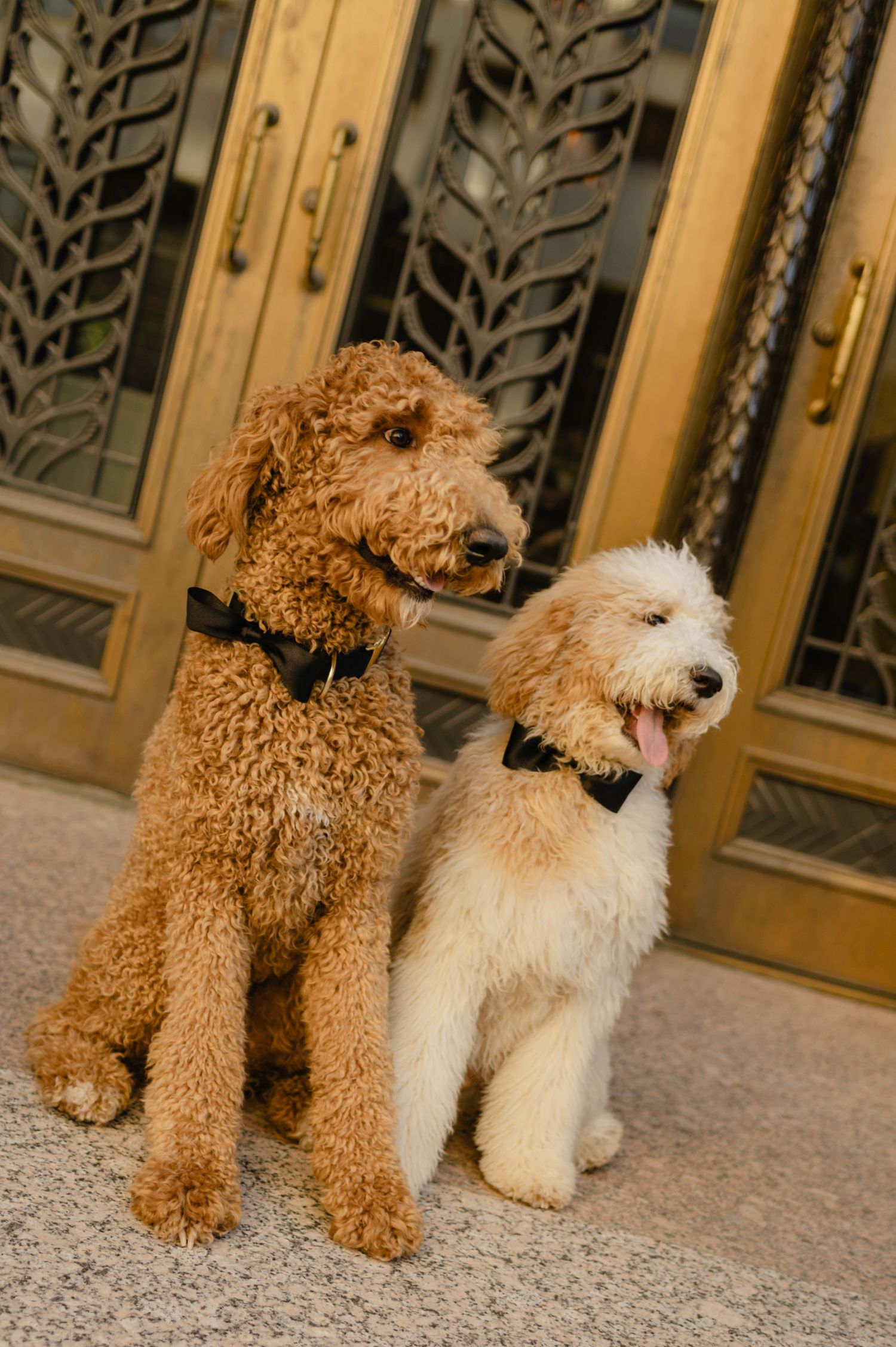 Two fluffy doodle dogs wearing bow ties sit together in front of ornate golden doors.