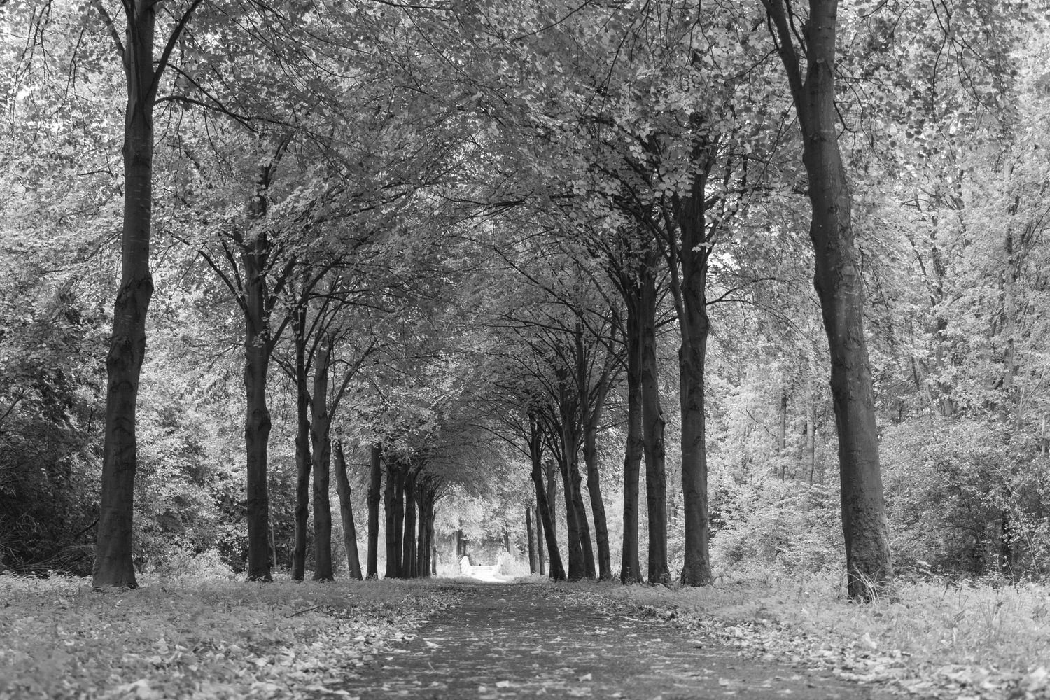 Uitvaartfotograaf natuurbegrafenis
Uitvaartfotograaf crematie
Uitvaartfotograaf begrafenis
Afscheidsfotograaf
Afscheidskapel
Kaarsen