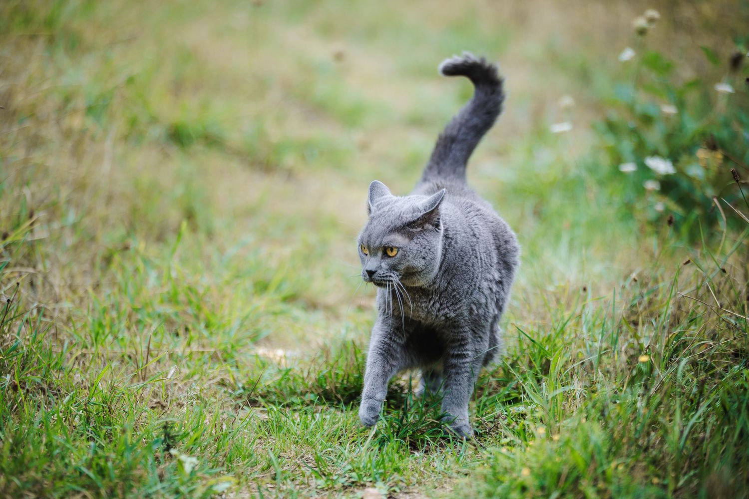 Chat Chartreux en balade dans ses prés. Photographie animalière créative, secteur Ébreuil et Val de Sioule, par Eric Filliat photographe.