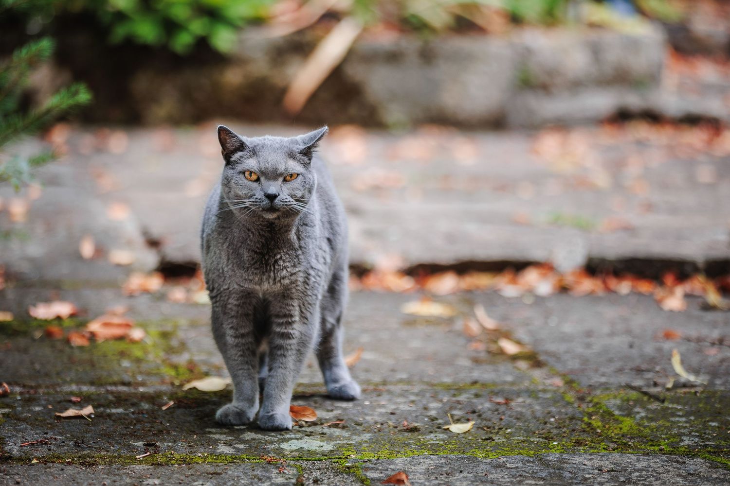Chat Chartreux gris bleu sur une terrasse en pierre. Portrait de caractère en lumière naturelle, photographe à Pionsat.